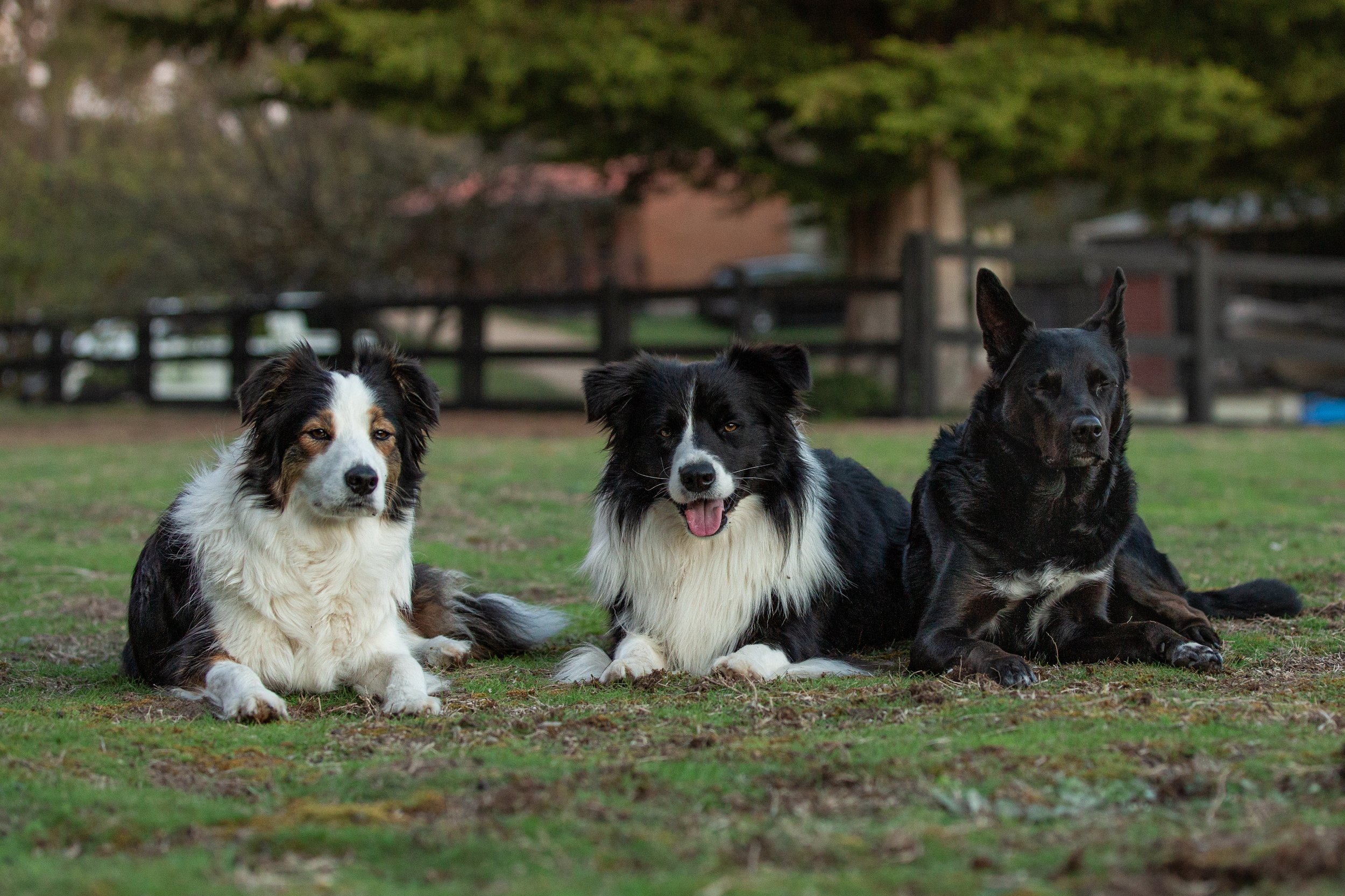 Three dogs lying on grass in an outdoor yard with trees and a fence in the background.