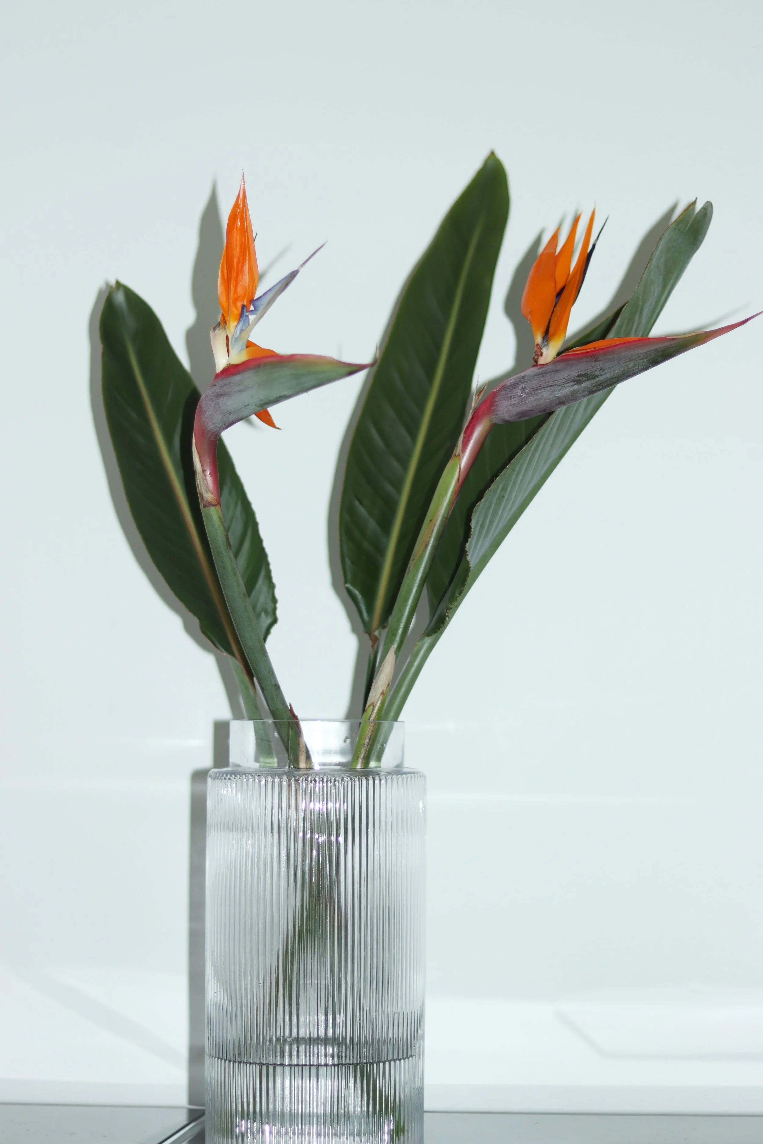 ガラスベースに活けたストレリチア（極楽鳥花）。鮮やかなオレンジ色の花と大きな葉が印象的なミニマルなフラワーアレンジメント。