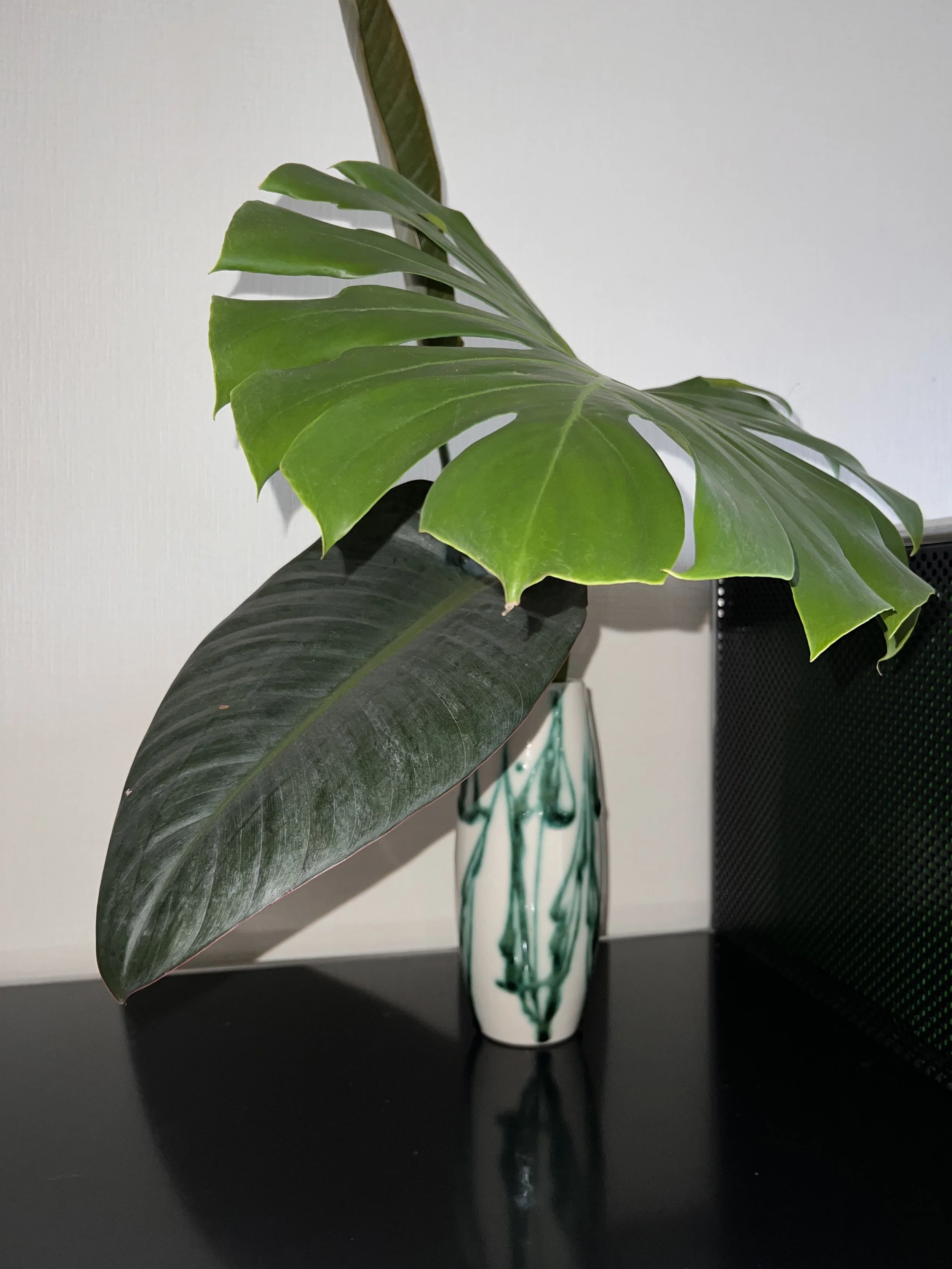 洗練された空間を演出する、モンステラとゴムノキの切り花アレンジメント｜アセンダダ「スタジオフラワー」