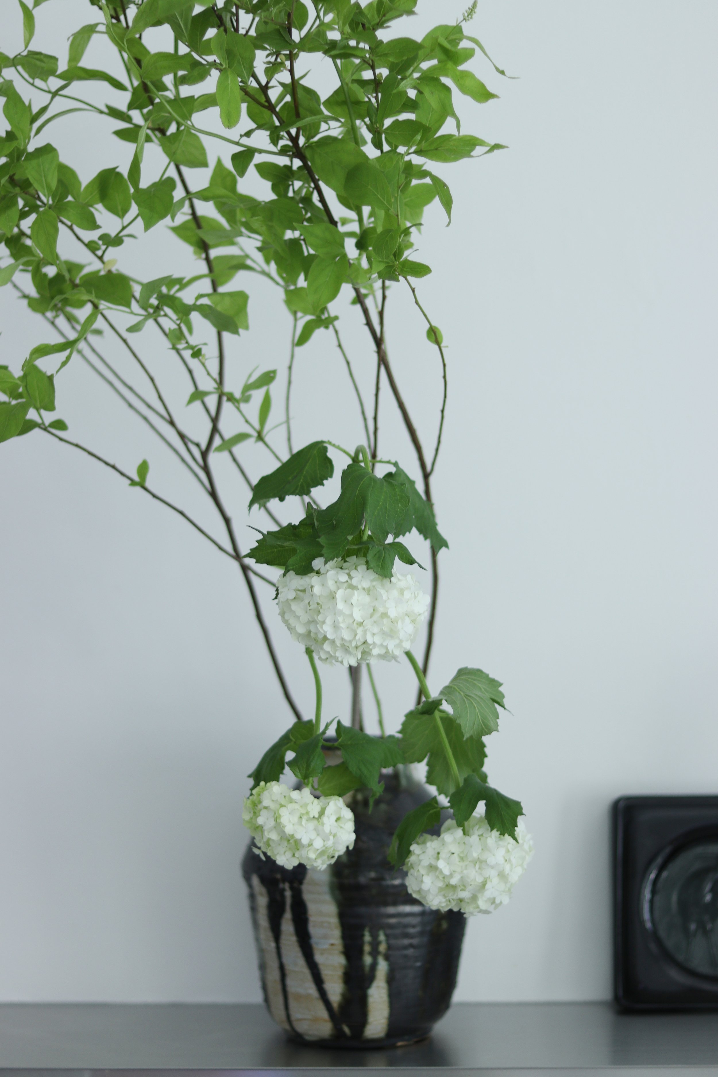 黒い陶器の花器に生けられたビバーナム・スノーボールのアレンジメント。グリーンの枝ものと白い花が、ミニマルな空間に静かな存在感を添えている。Studio Flowers arrangement with Viburnum Snowball in a black ceramic vase, adding fresh greenery and soft white blooms to a minimalist interior.
