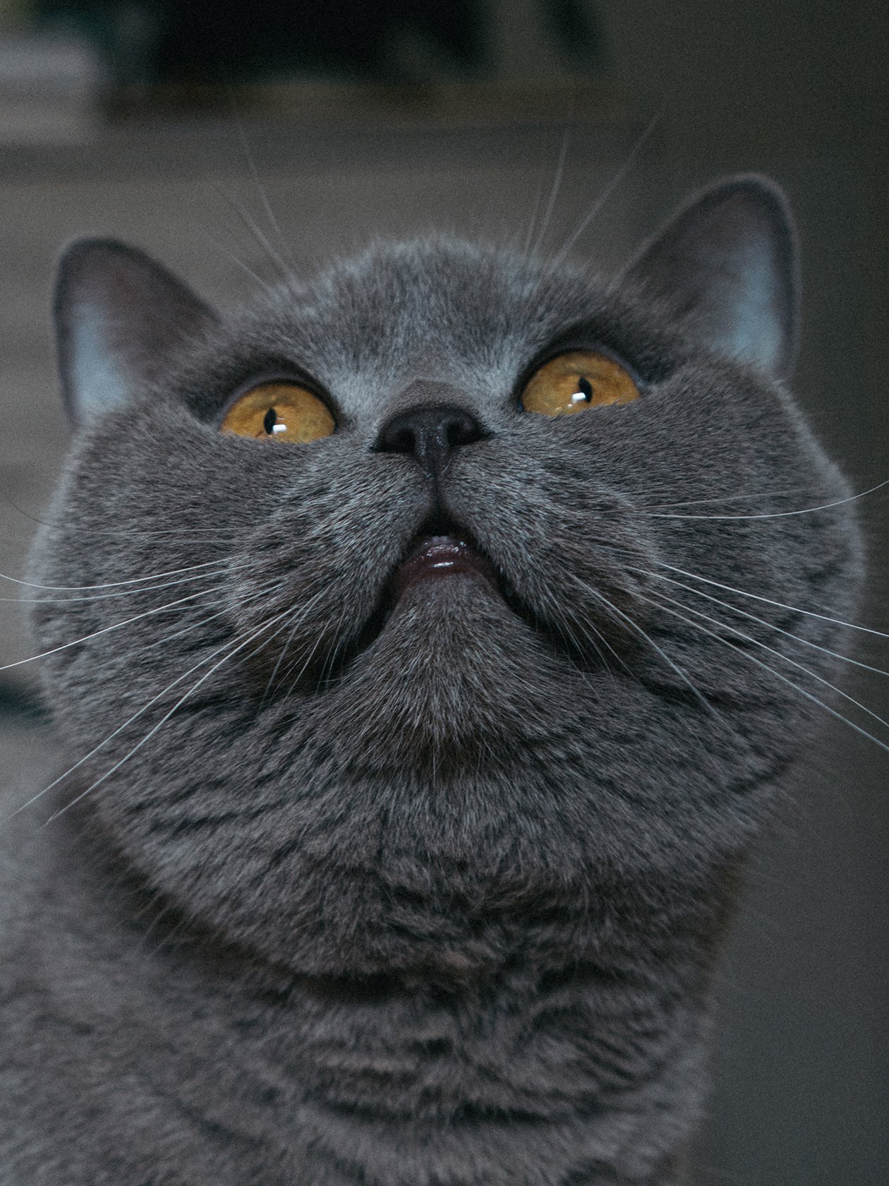 Close-up of a gray cat with yellow eyes, looking upward with an open mouth.