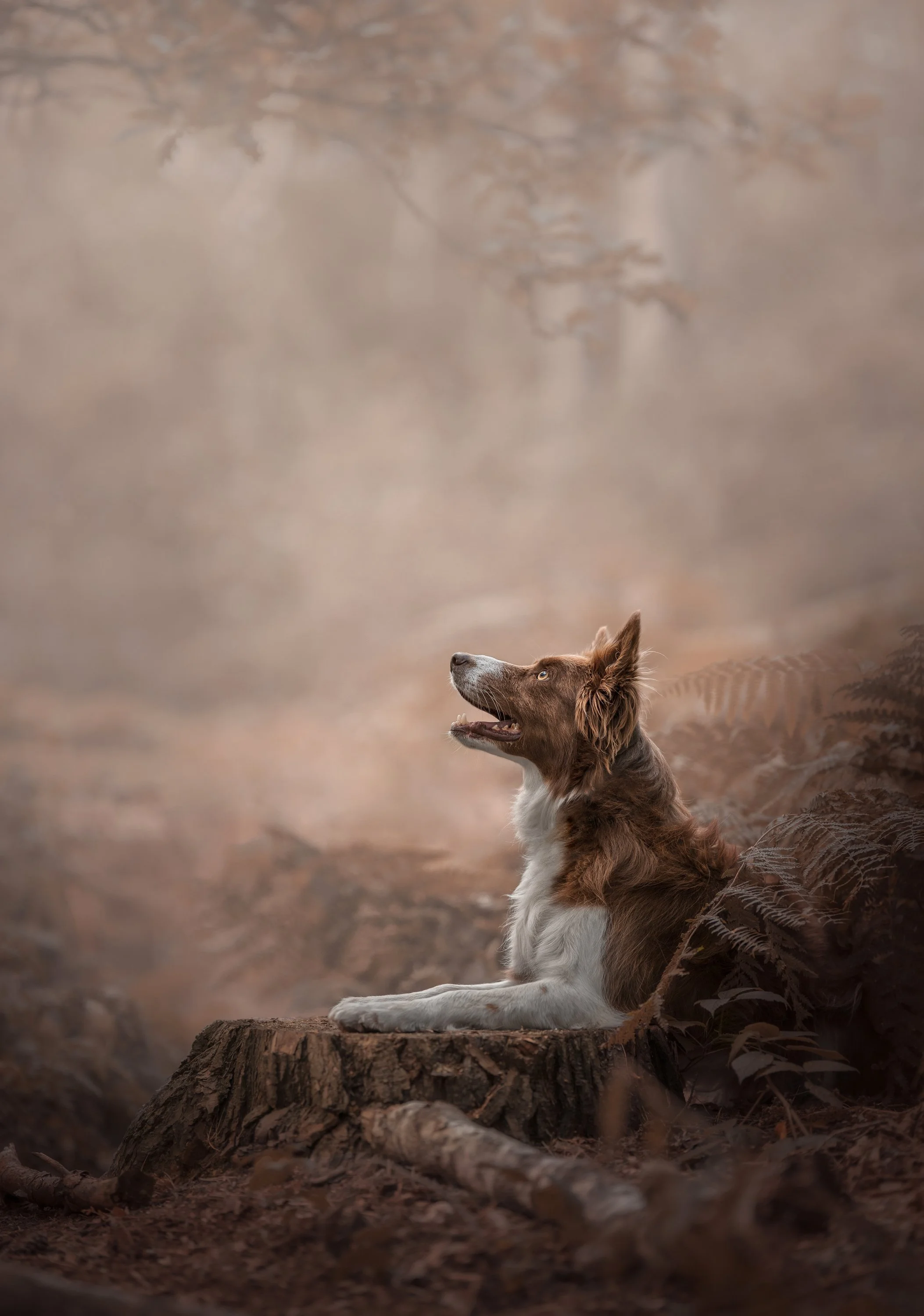 A dog sitting on a tree stump in a misty, wooded area, looking up with an open mouth.