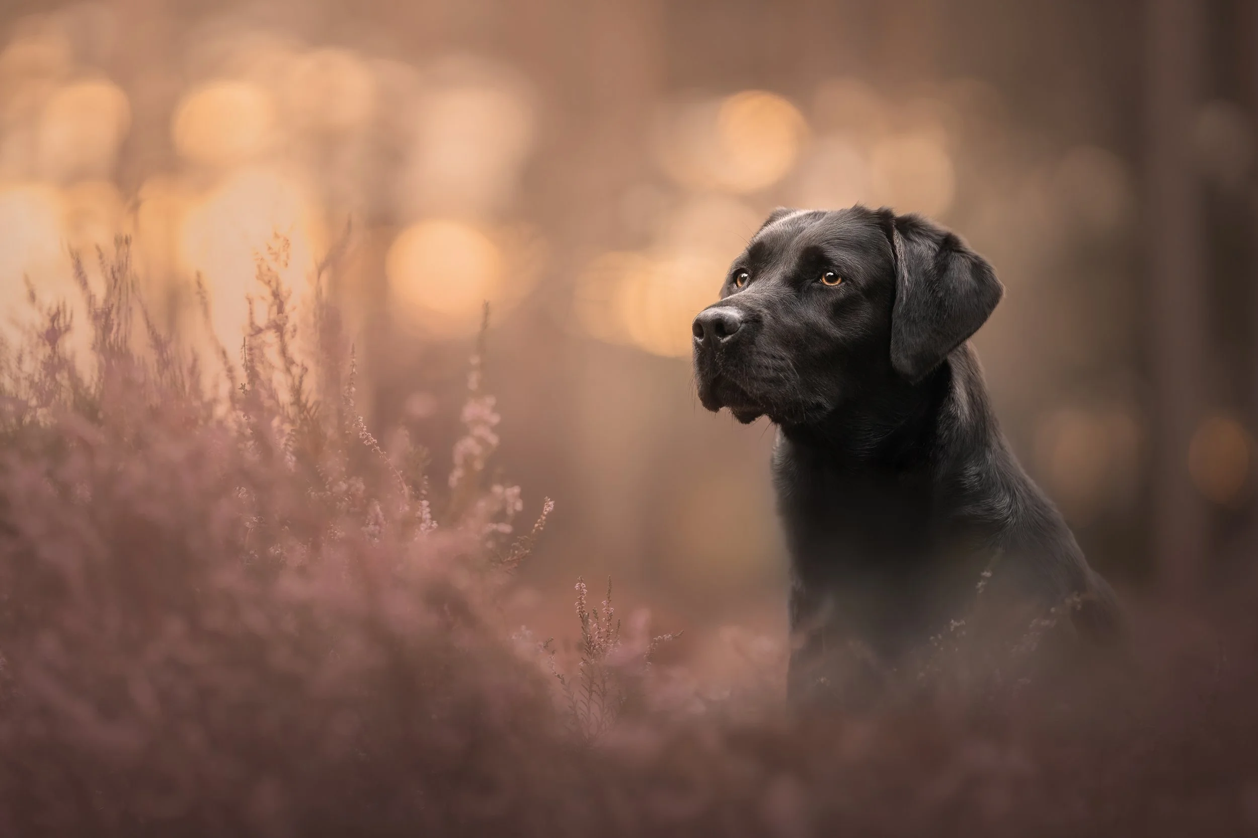 A black dog, possibly a Labrador Retriever, sitting in a blurred outdoor setting with warm bokeh lights and purple plants.