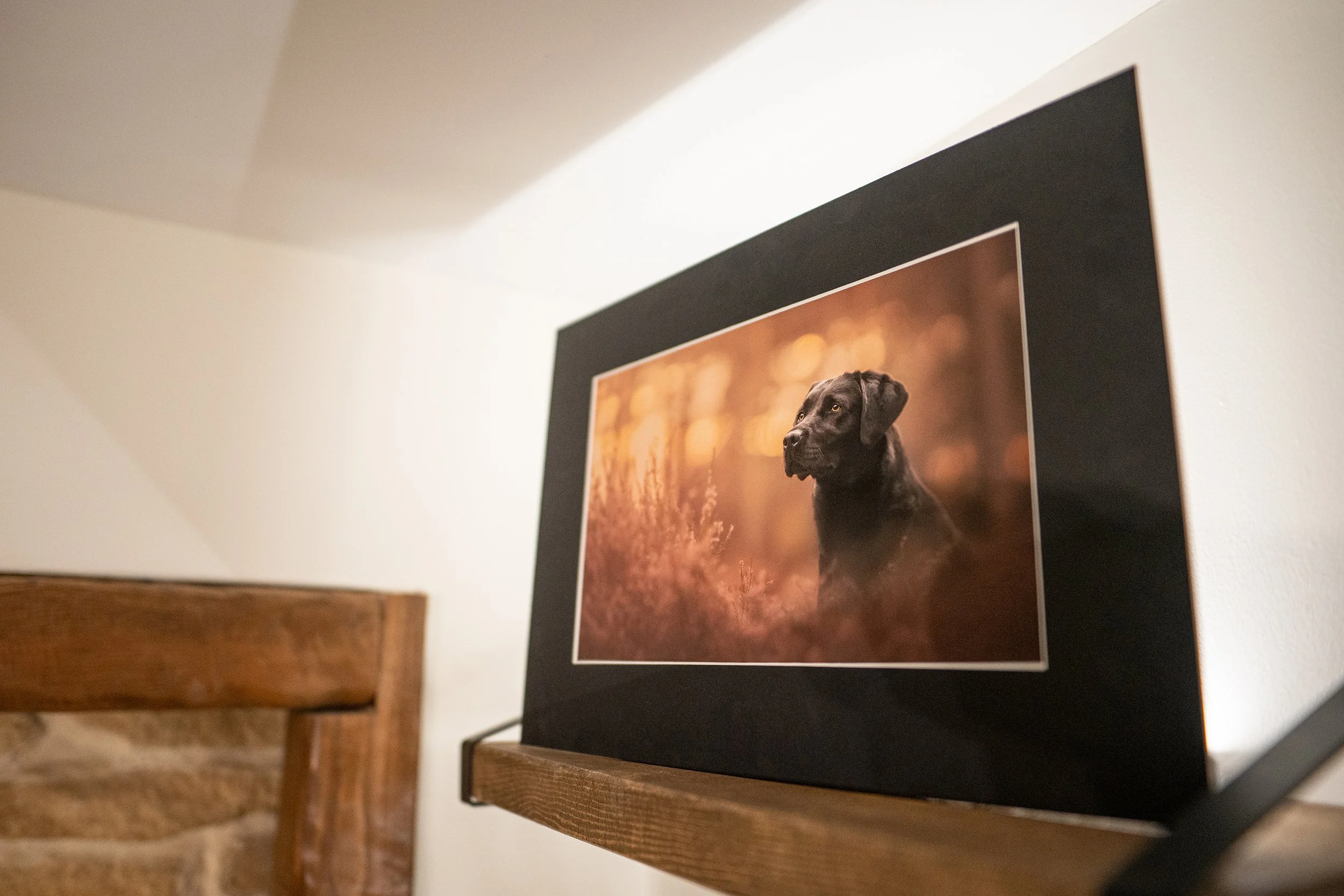 A framed photograph of a black dog sitting outdoors at sunset, with blurred warm lights in the background, displayed on a wooden shelf.