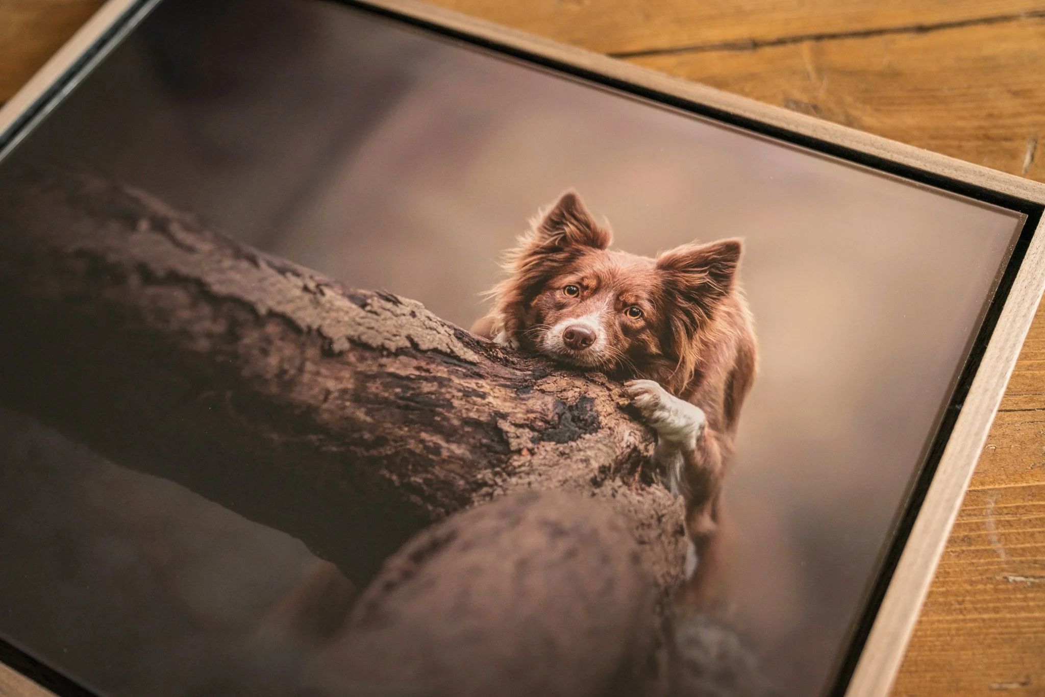 Close-up of a photo of a brown dog with white paws and yellow eyes resting on a tree branch.