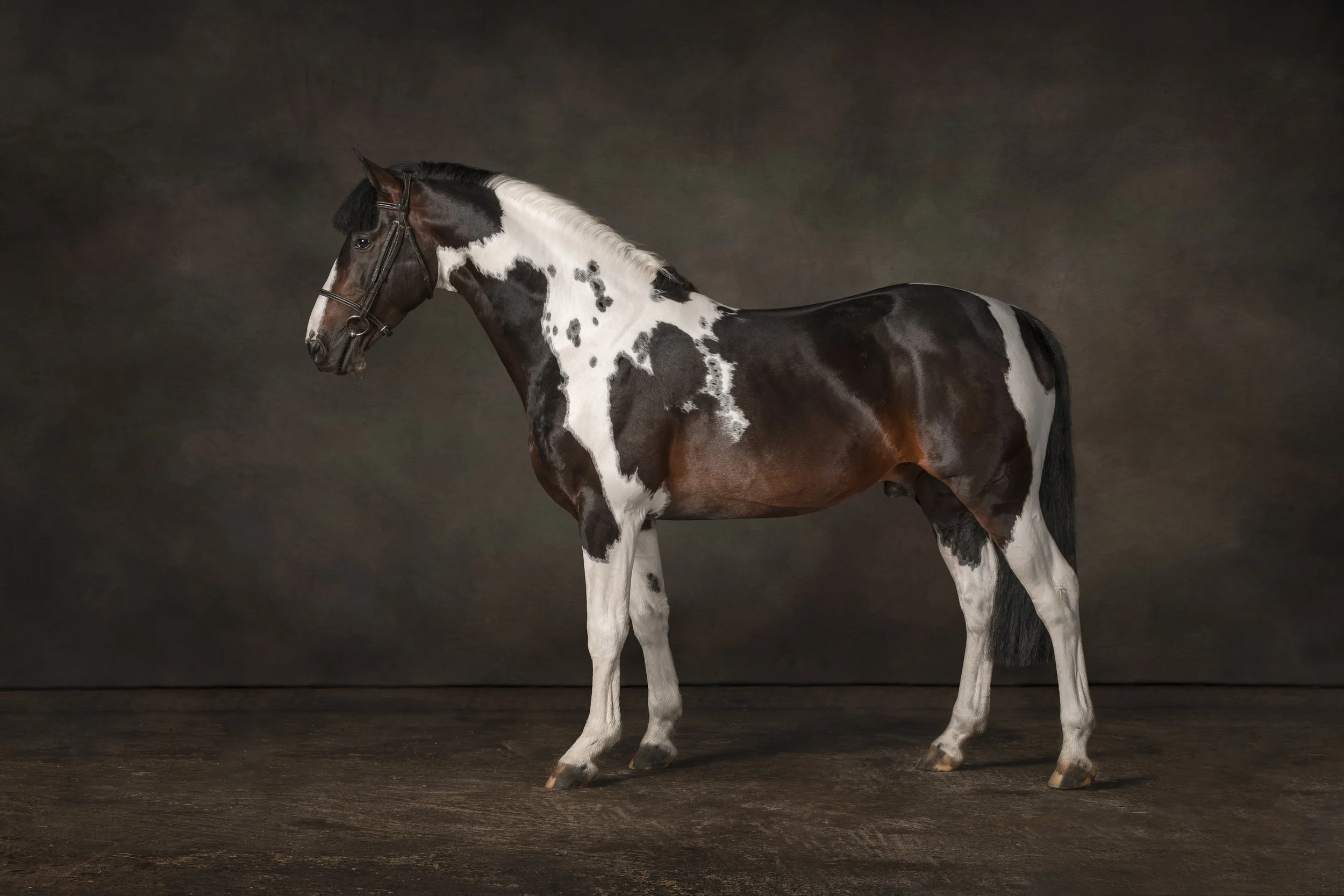 A pinto horse with a white and dark brown coat standing on a dark wooden surface with a dark background.