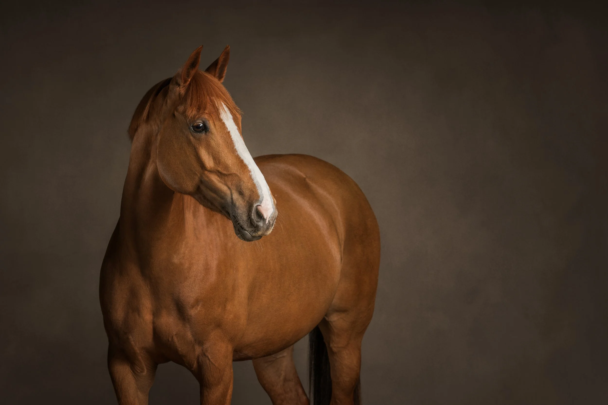 A chestnut horse with a white blaze on its face standing against a dark background.