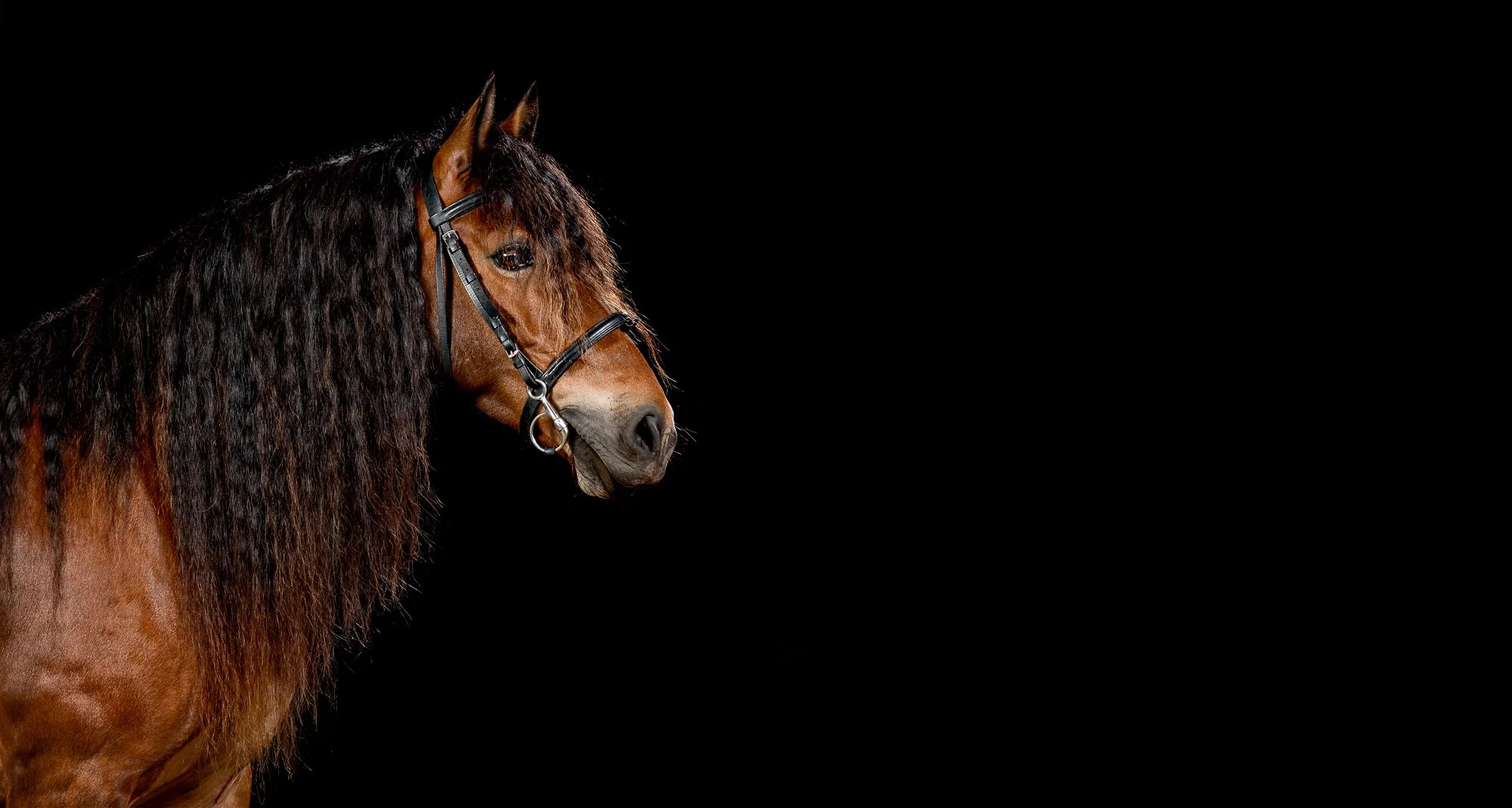Close-up of a brown horse with a black bridle and flowing mane, facing left against a black background.