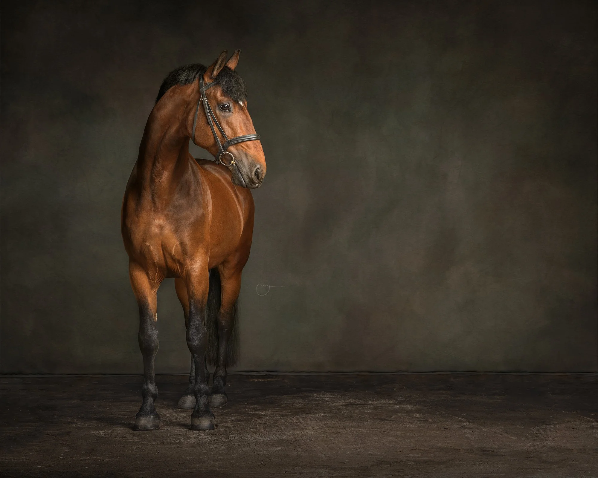 A brown horse standing indoors on a wooden floor against a dark, plain background.
