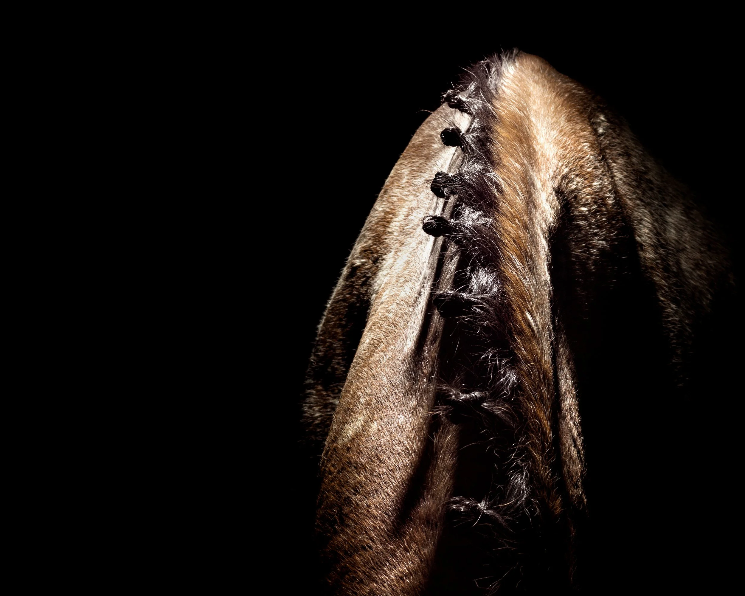 Close-up of a horse's head with a braided mane against a black background.