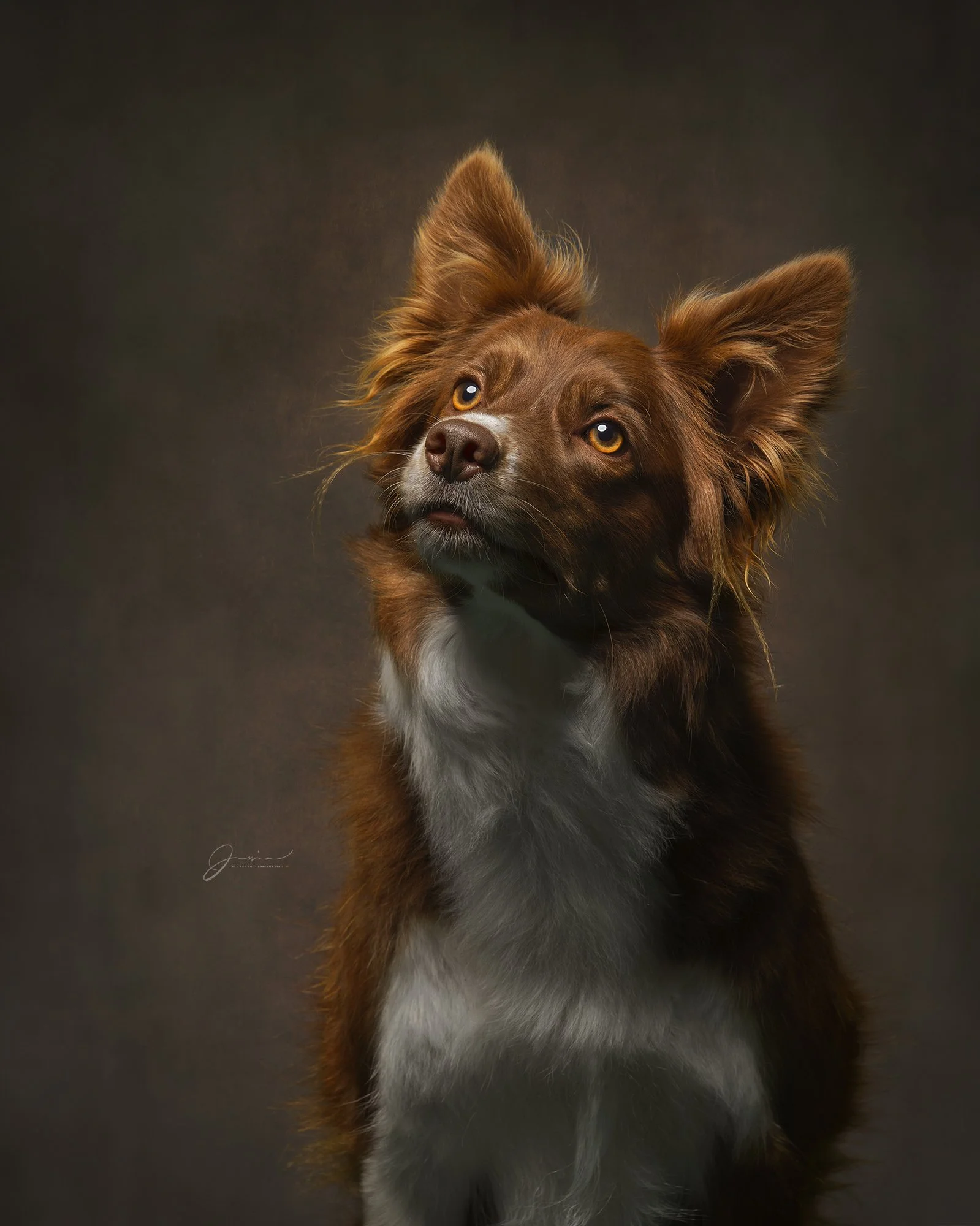 A brown dog with fluffy ears and white markings on its chest, looking up against a dark background.