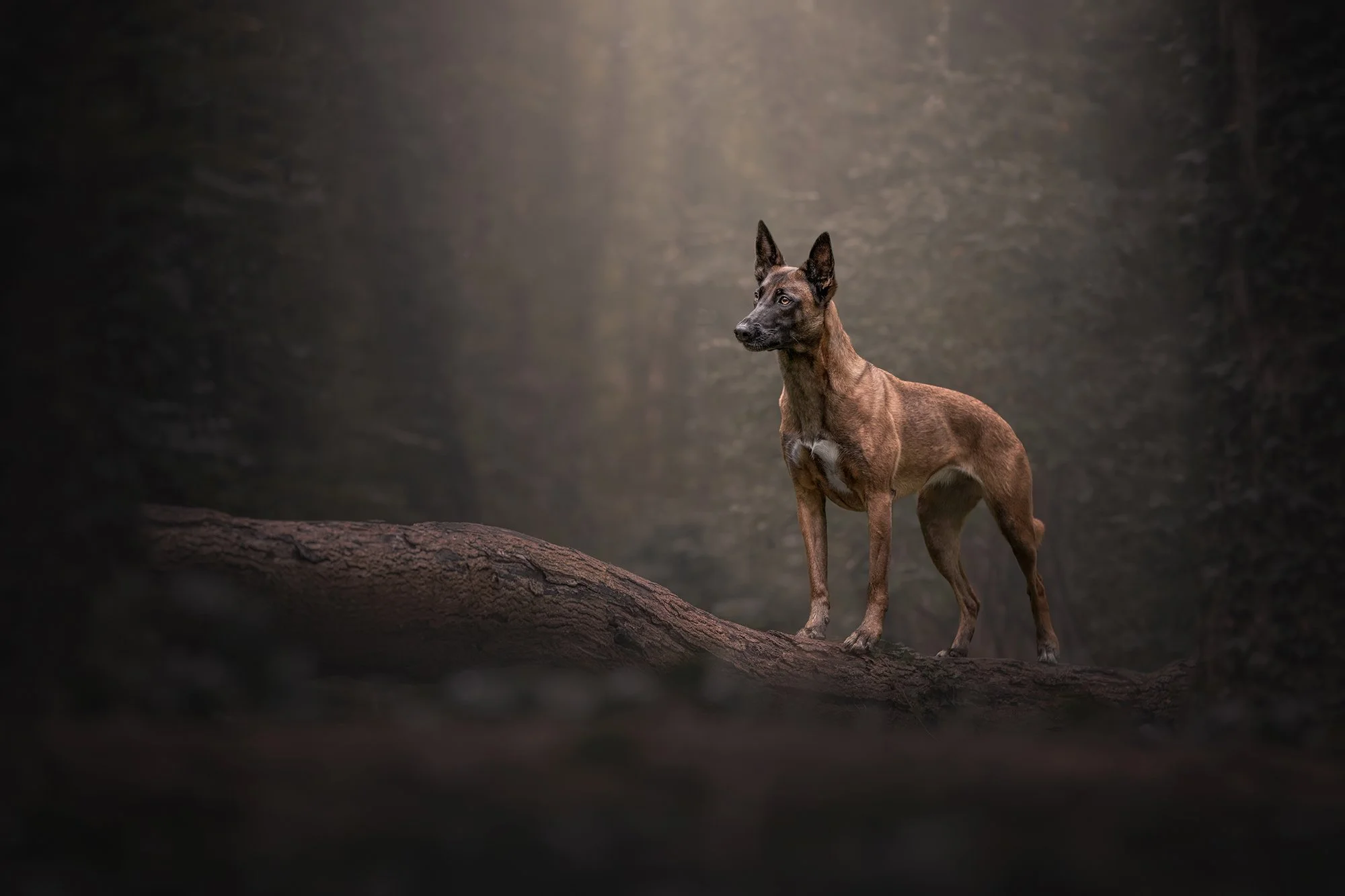 A dog with a dark face and ears standing on a large tree branch in a forest with dim lighting.
