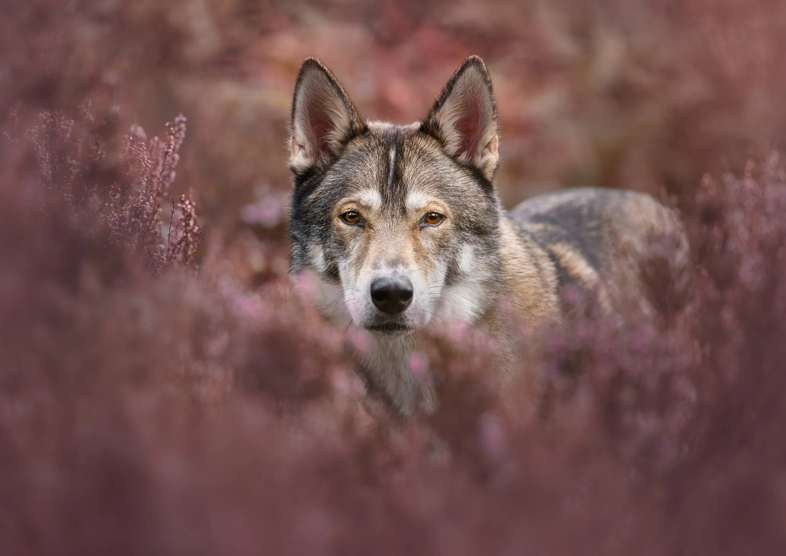A wolf with gray and brown fur, standing in pinkish-purple flowers, looking directly at the camera.