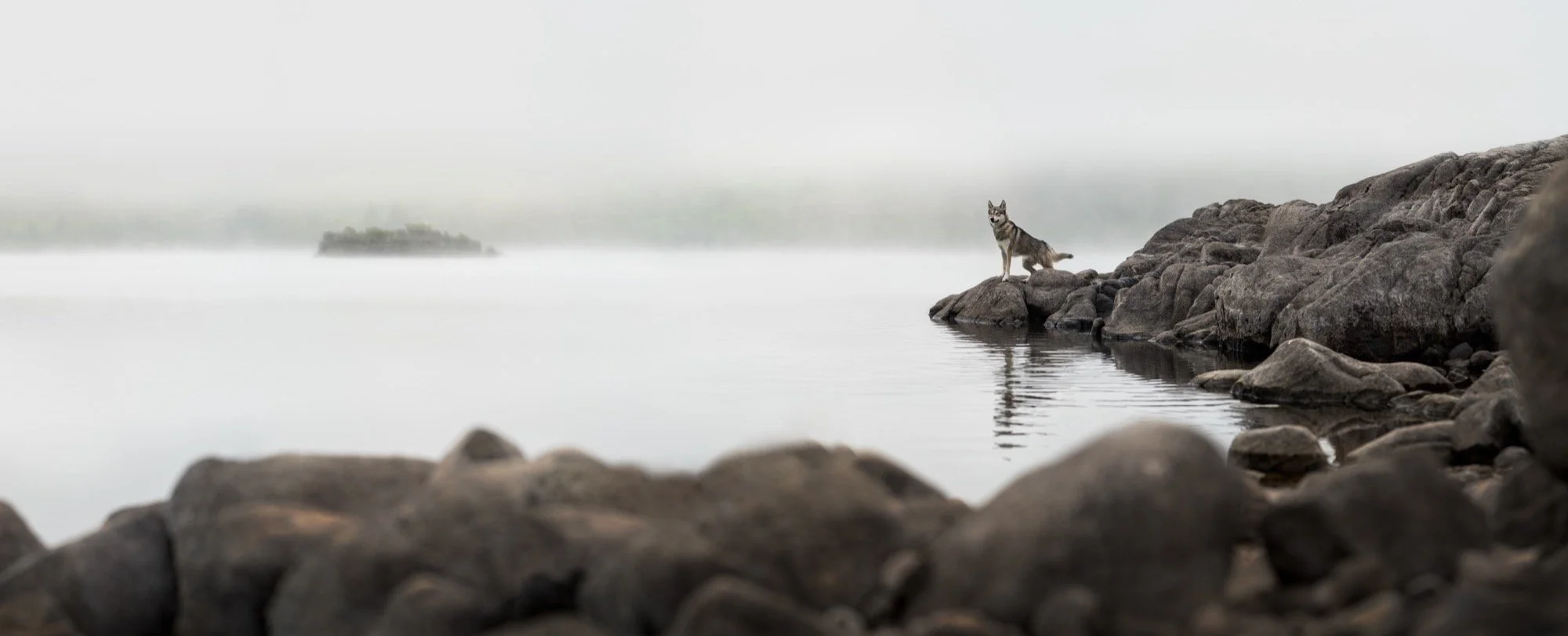 A dog standing on rocks by a calm body of water with a misty, foggy background and an island in the distance.