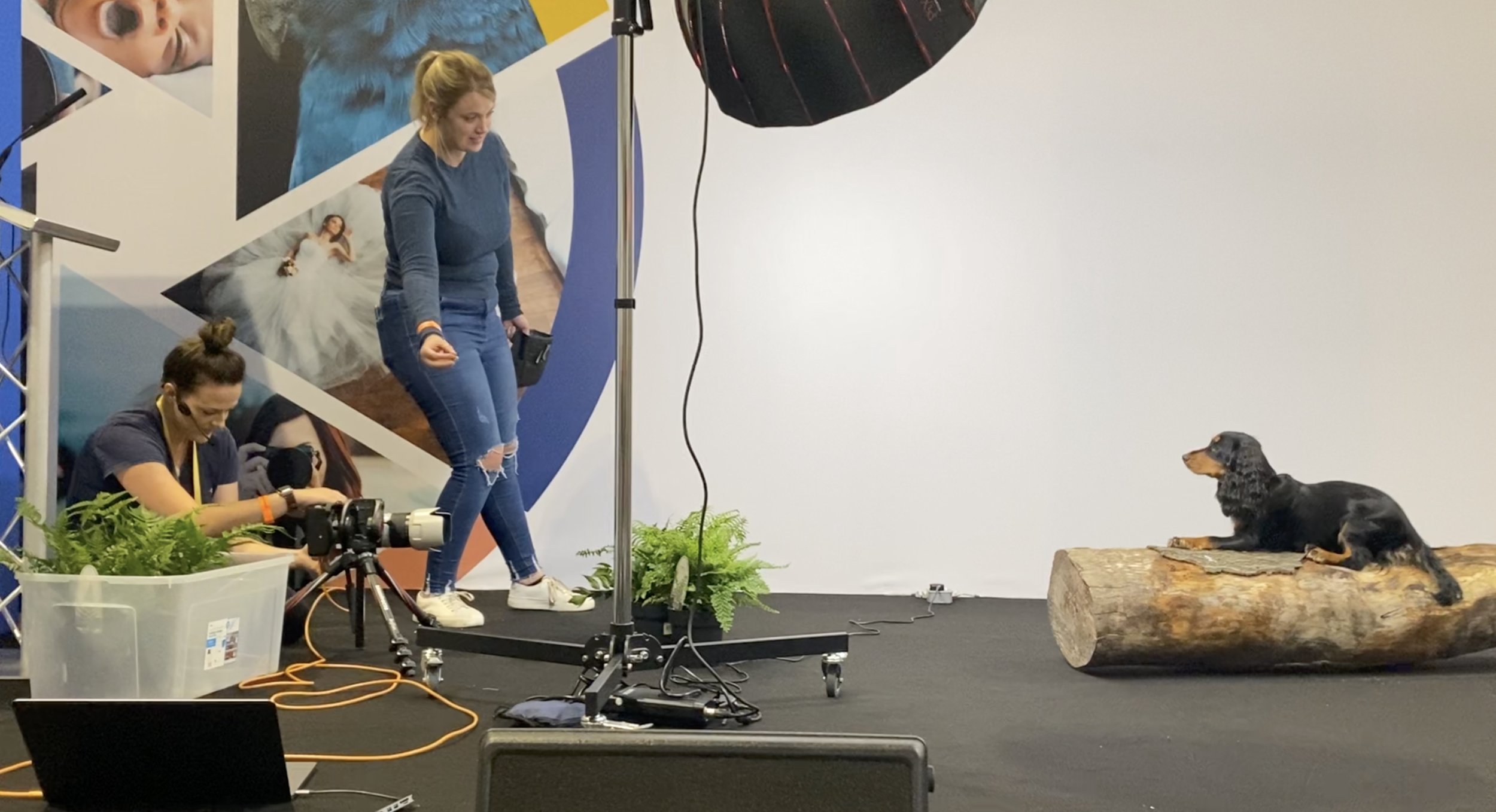 A photoshoot or video recording involving a dog, with a woman standing on a platform and a photographer or videographer kneeling with camera equipment. The dog, a black and tan Dachshund, is lying on a large log on the right side, facing the woman. T