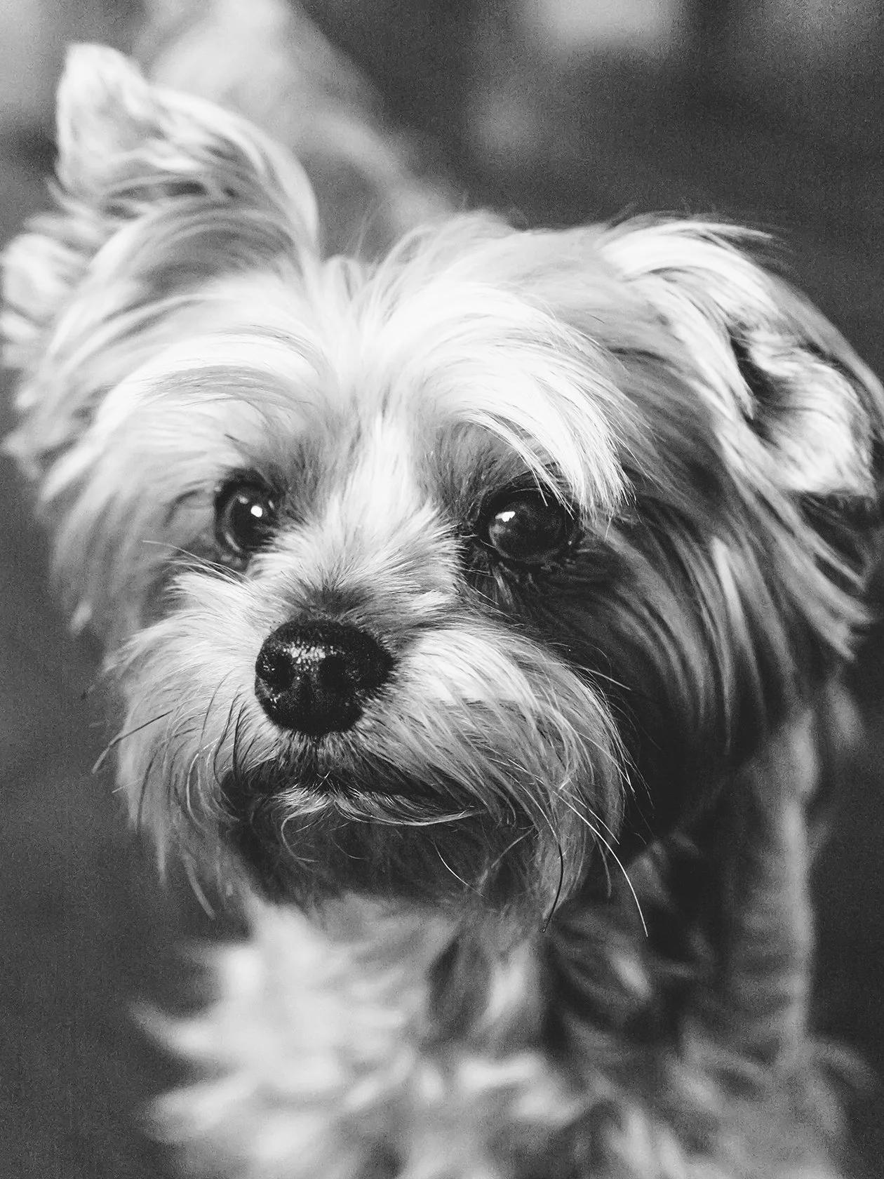 Close-up black and white photo of a small dog with fluffy fur and expressive eyes.