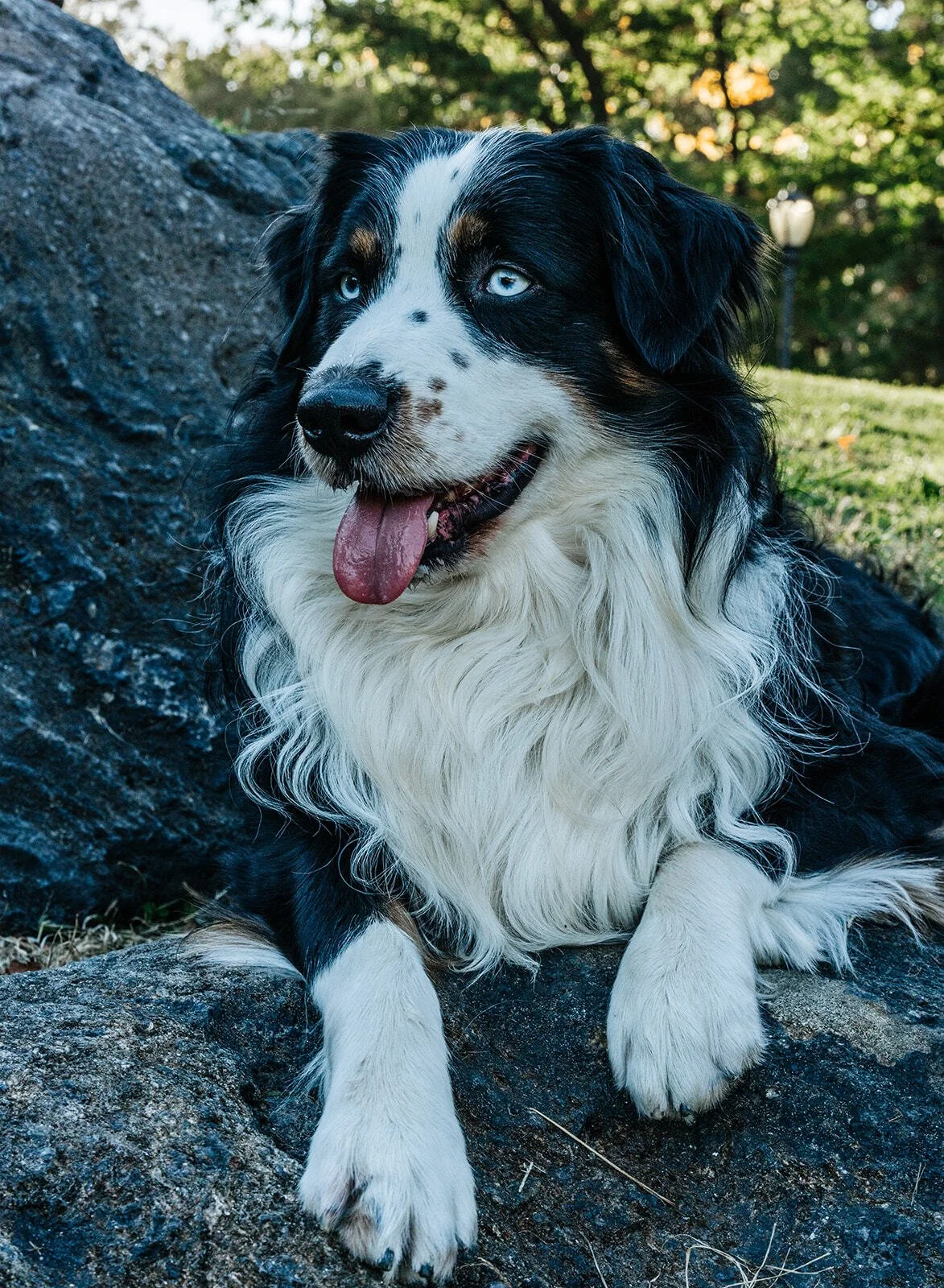 A black and white Australian Shepherd dog with blue eyes, lying on a large rock in a park or outdoor area.