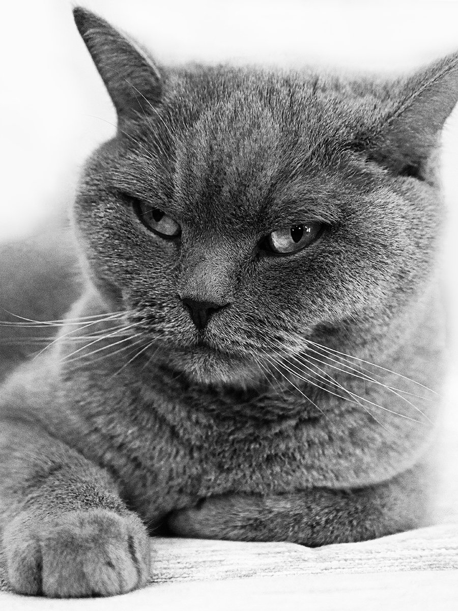 Black and white close-up of a cat with a serious expression, lying on a surface.