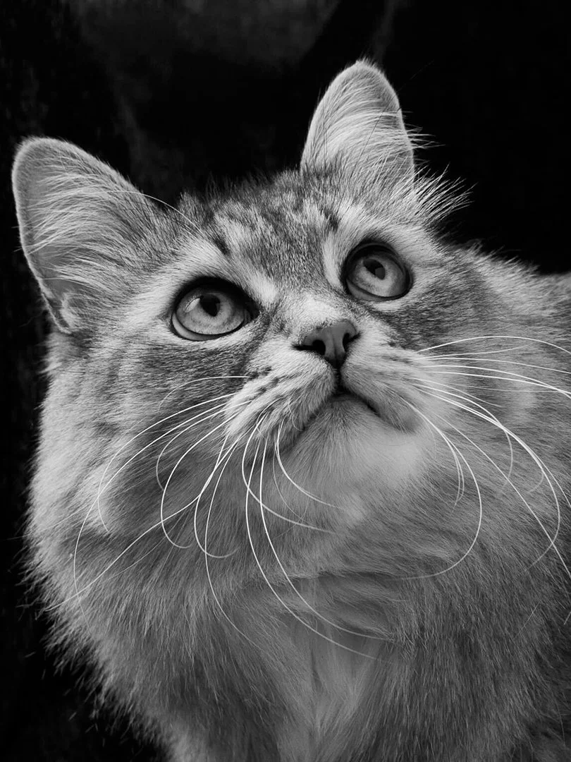 Close-up of a cat's face in black and white, showing detailed fur and whiskers, with a dark background.