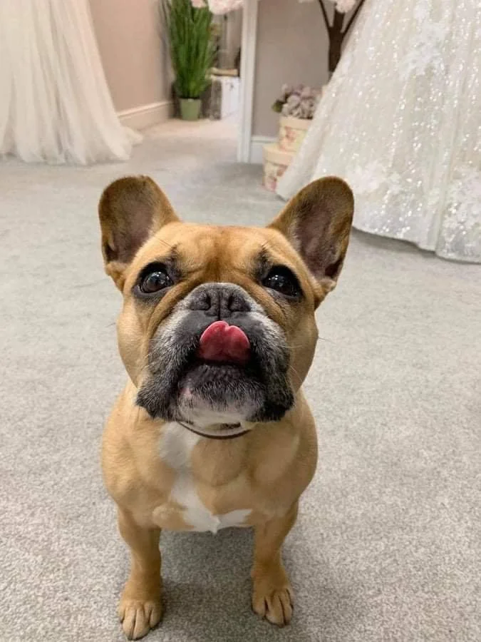 A French Bulldog with a tan coat and a white patch on its chest, standing indoors on a carpeted floor, with its tongue out and looking at the camera.