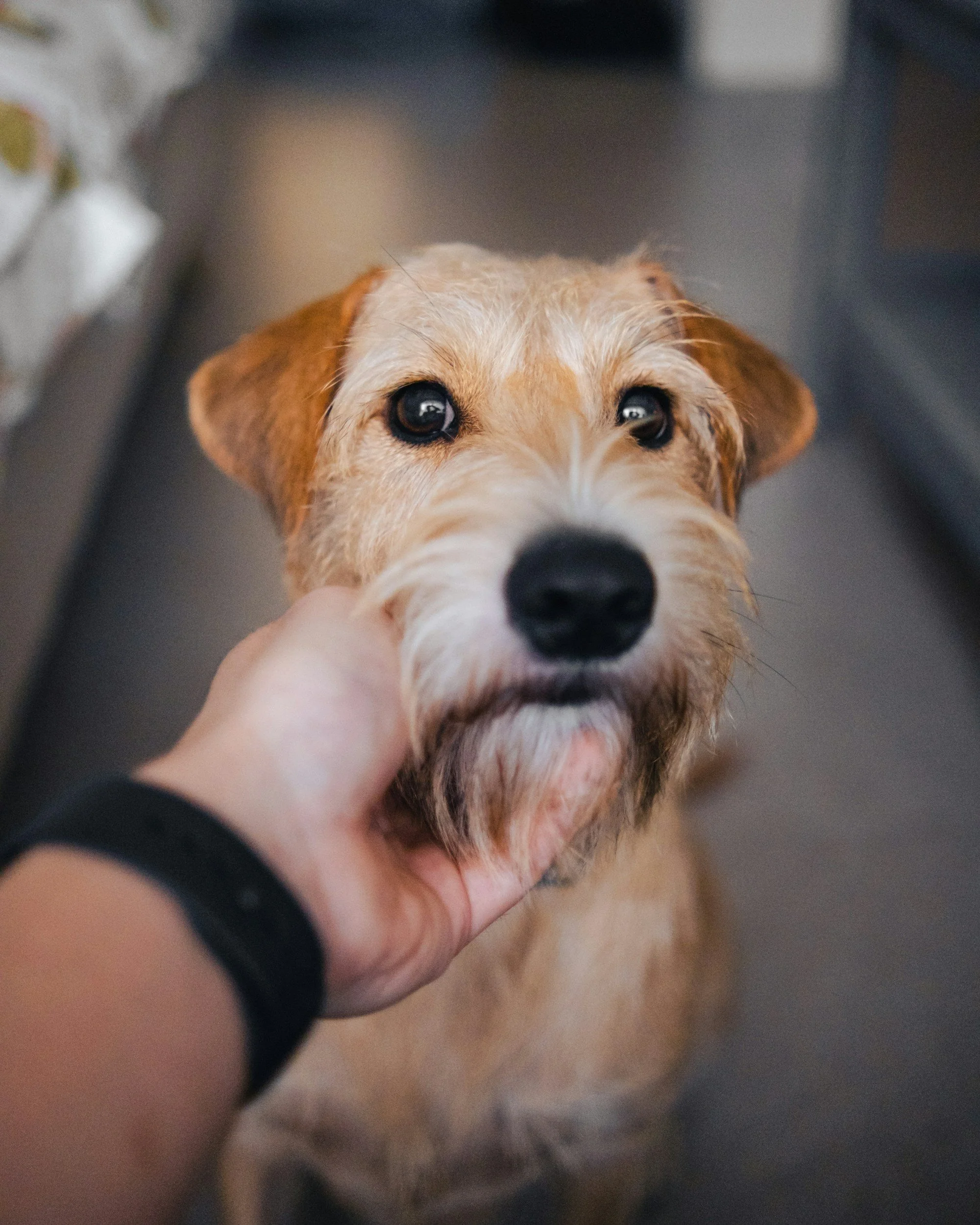 Close-up of a light brown dog with dark eyes, being gently held by a person with a black wristband.