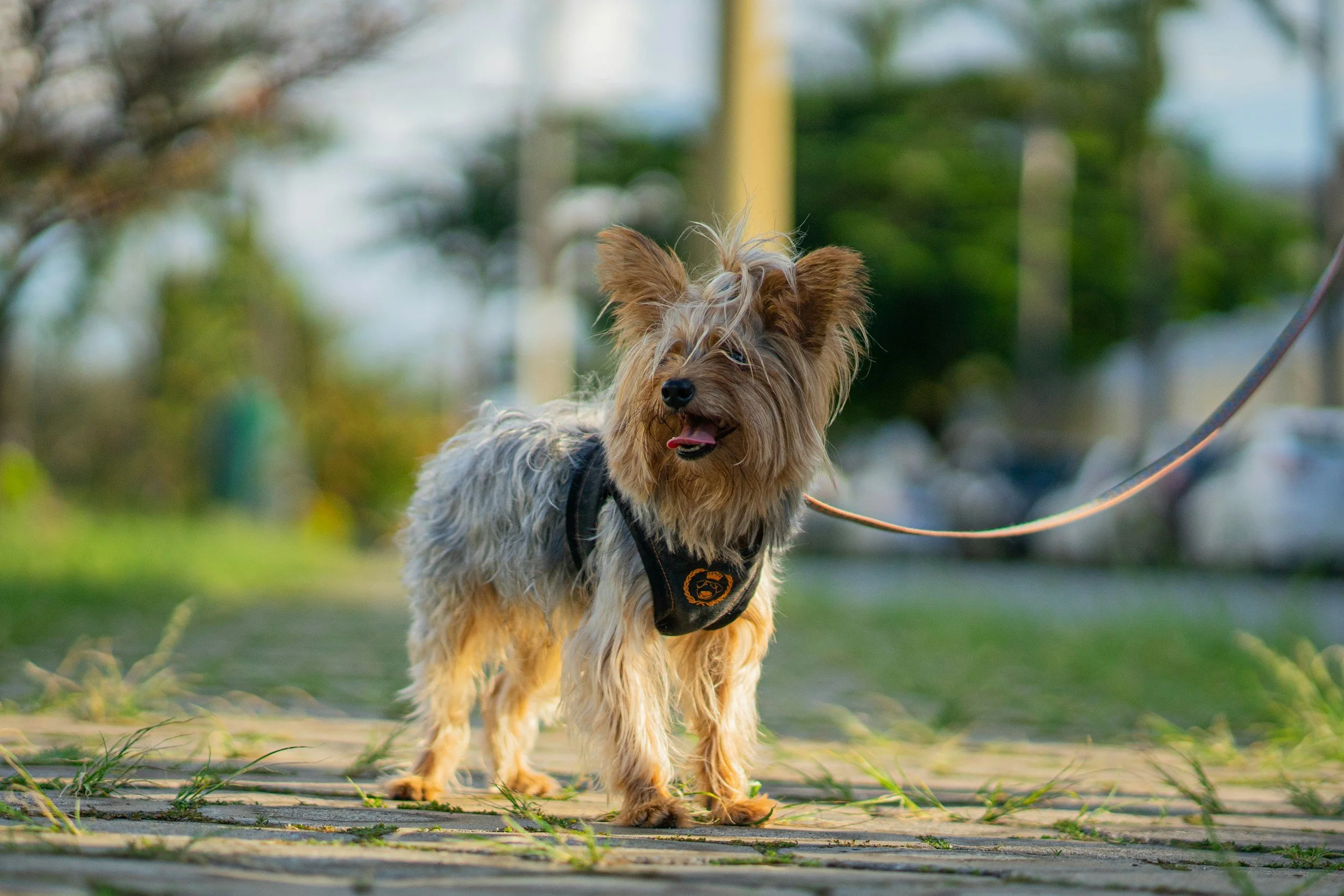 A small, fluffy dog wearing a harness and leash walks on a green grassy area with blurred trees and sky in the background.