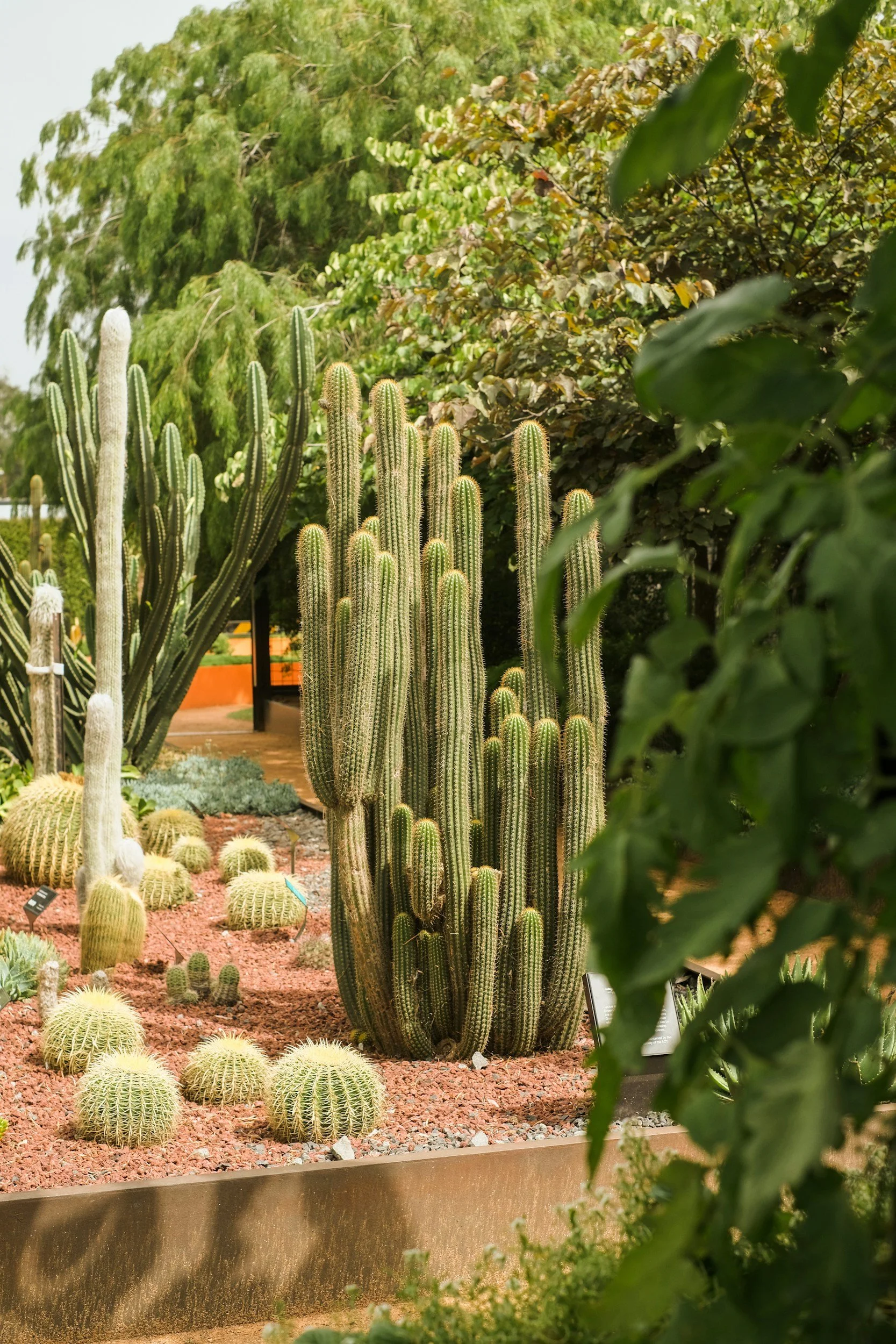 Collection of various cacti and succulents in a botanical garden, with a large green leafy tree in the background.