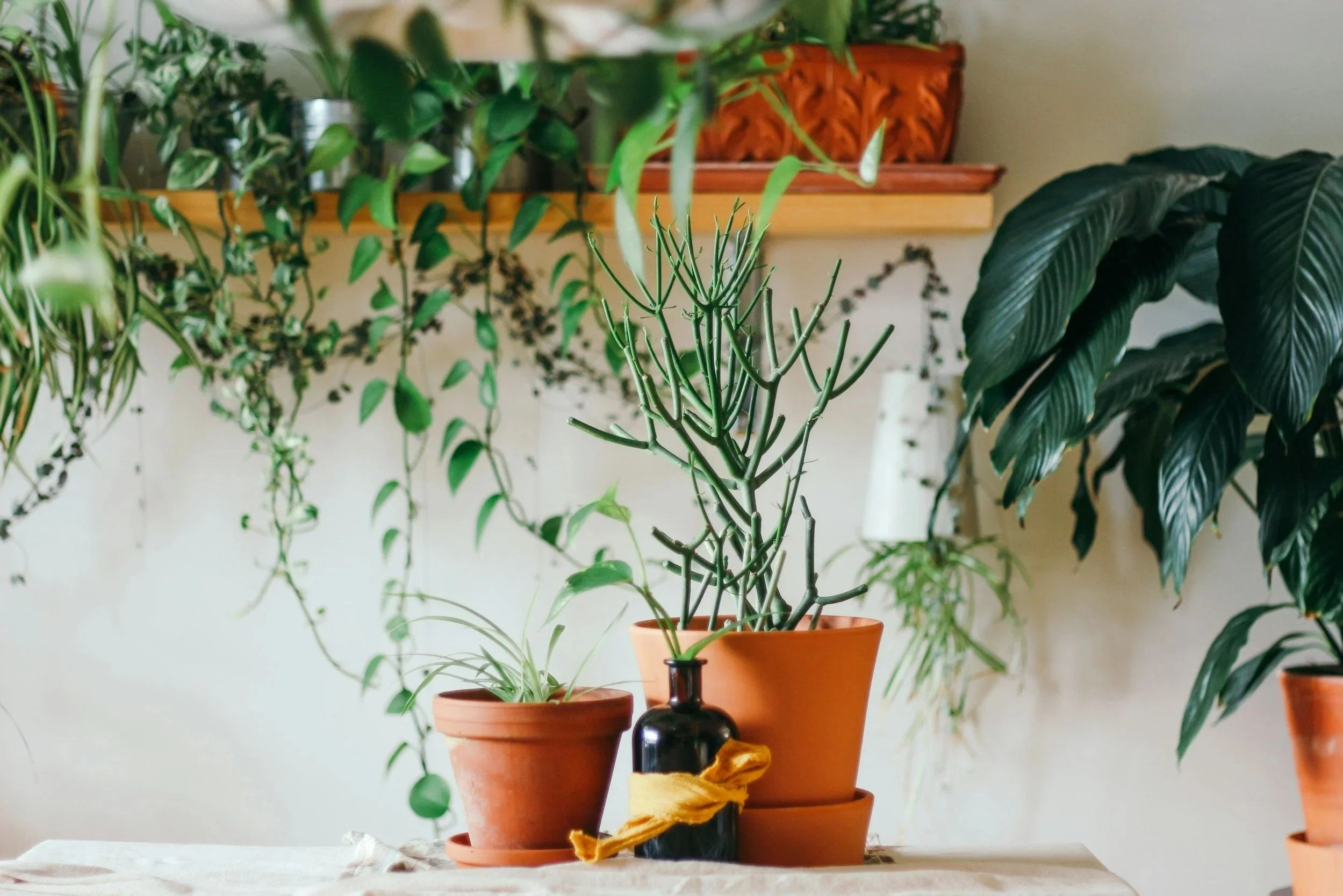 Plant Care