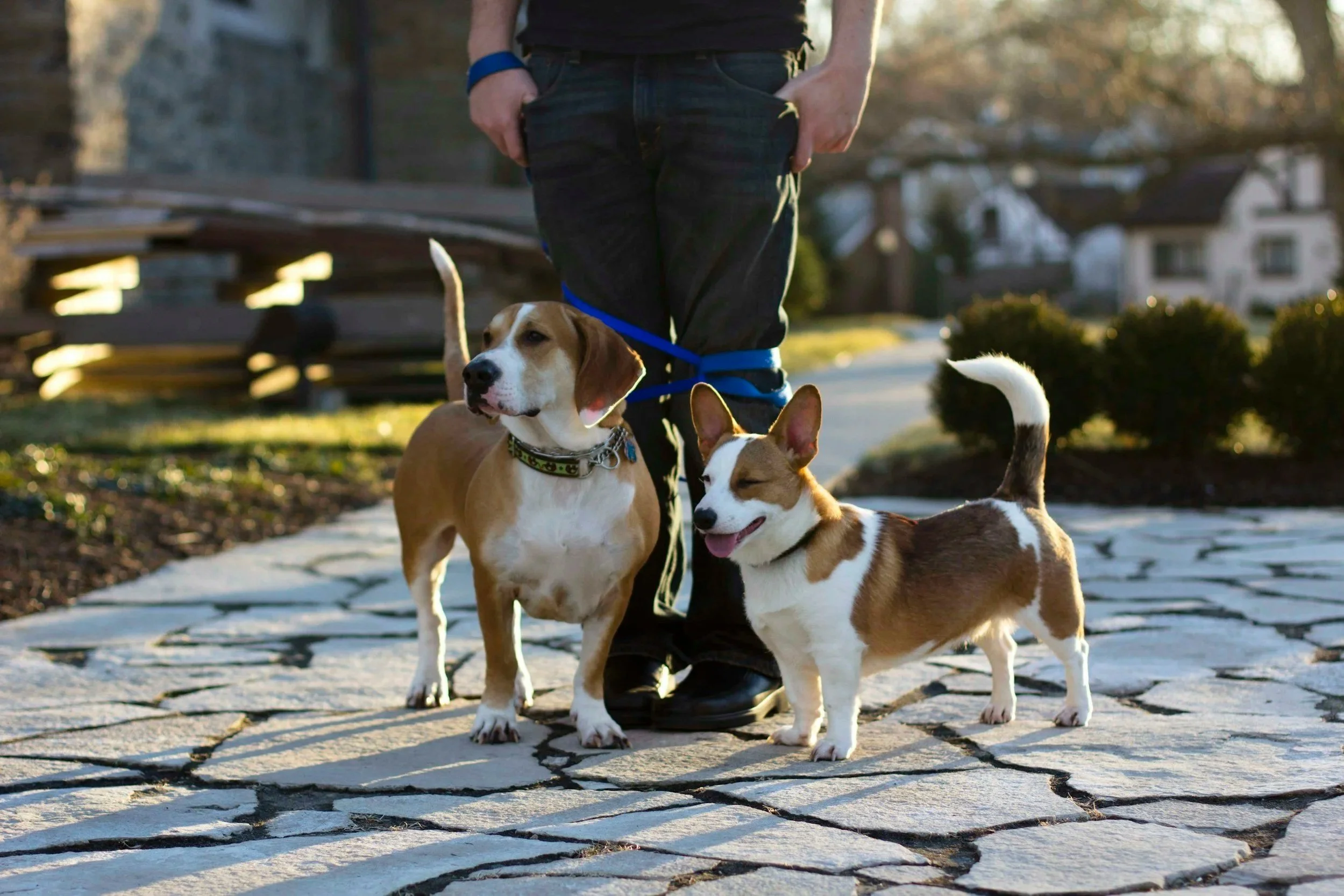 Pet Care