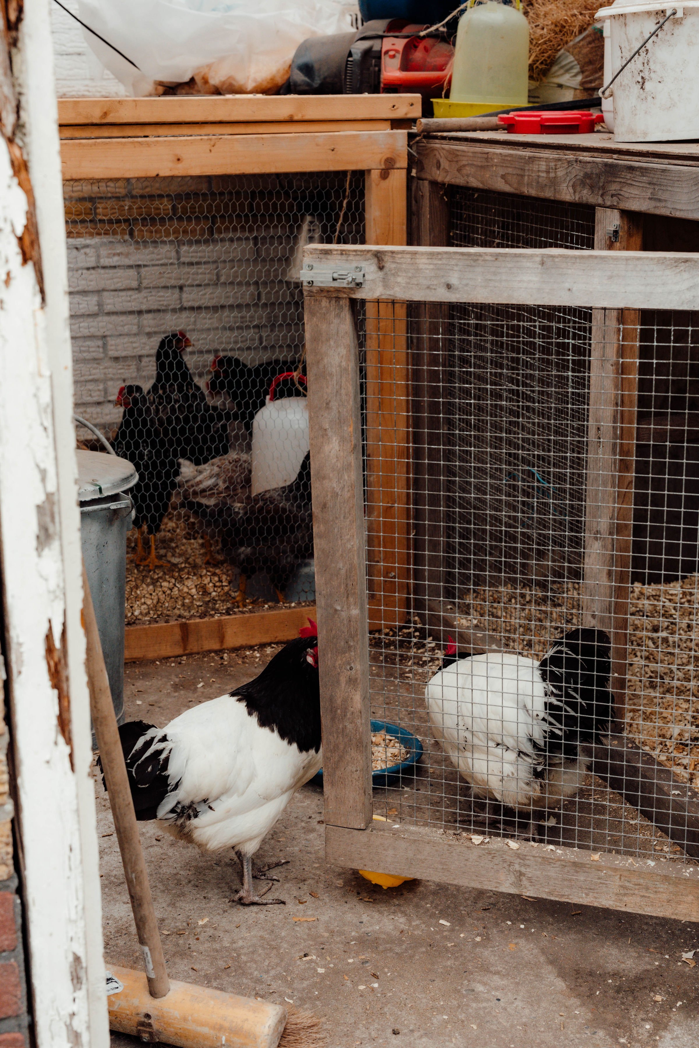 Twee kalkoenen en vier hoenders in een kippenhok, met achter een hek en diverse gereedschappen en afval op de achtergrond.
