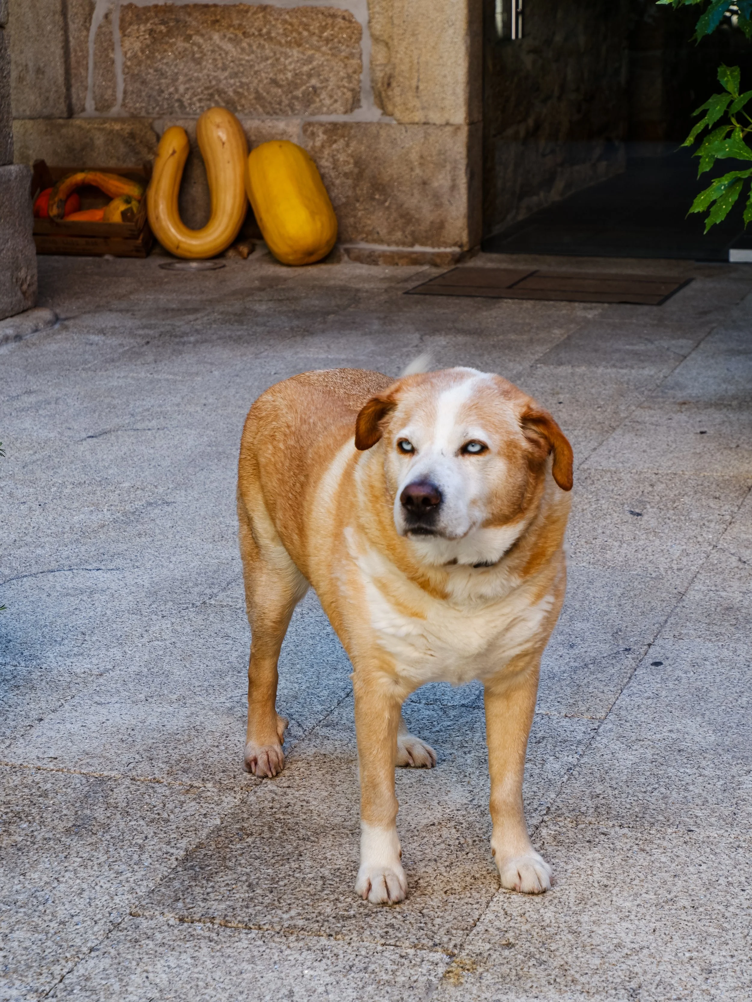 Friendly dog standing in a courtyard surrounded by stone walls and rustic elements, adding a warm countryside atmosphere, Casas Novas Countryside Hotel Spa & Events – Chaves, Portugal.