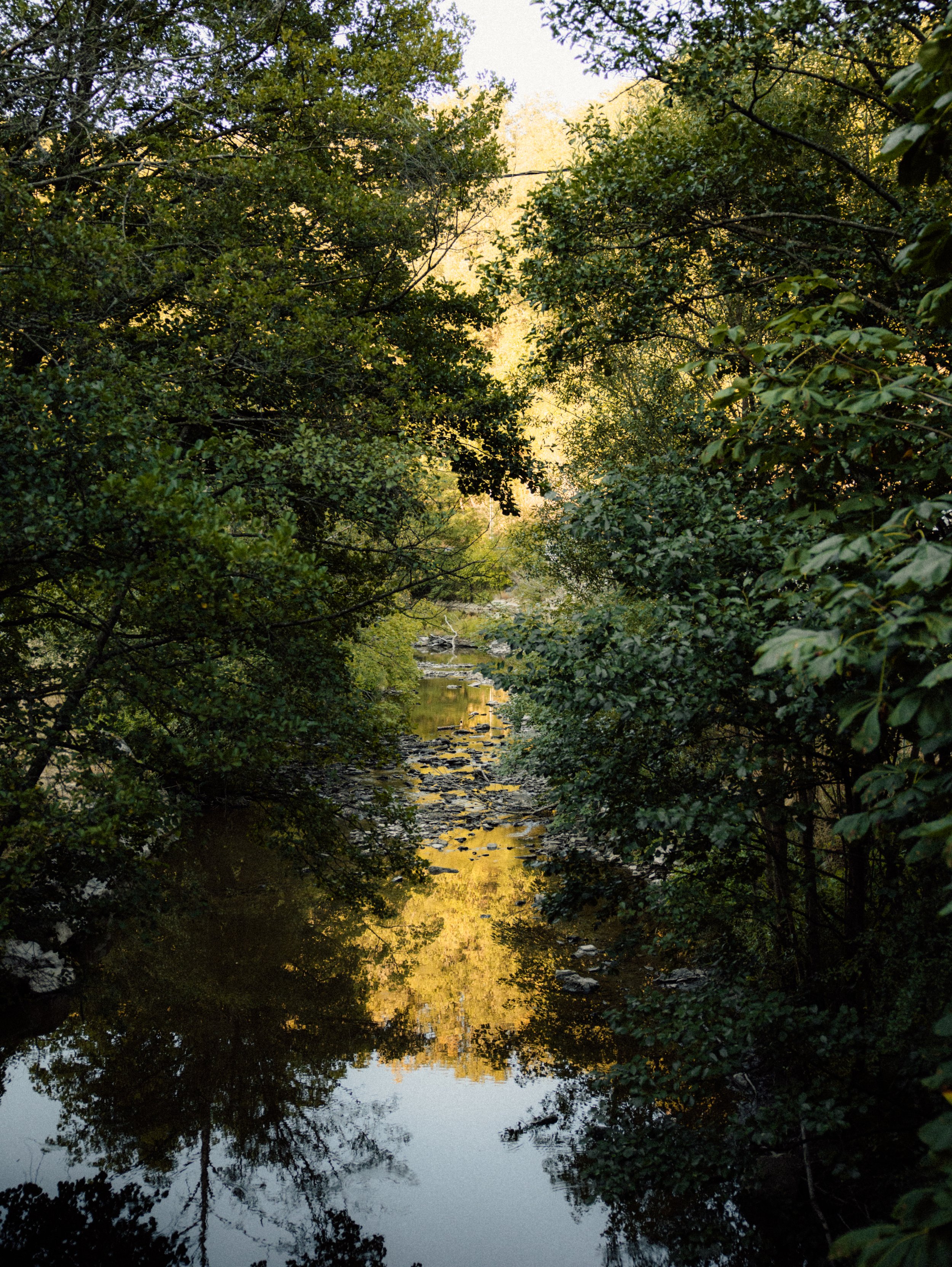 Peaceful river flowing through the forest beside the nature retreat