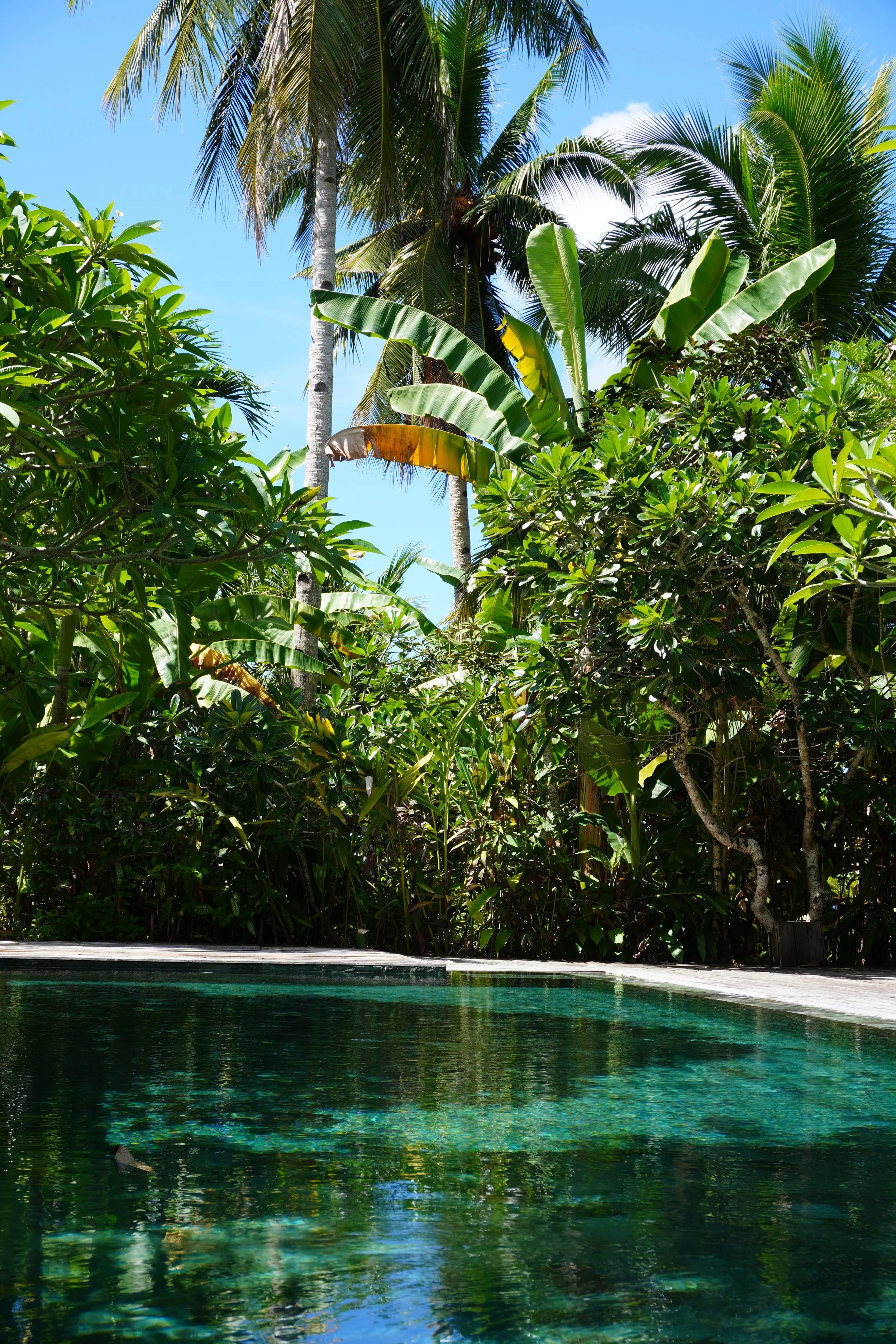 Lush tropical swimming pool surrounded by towering palm trees and vibrant jungle gardens in Siargao