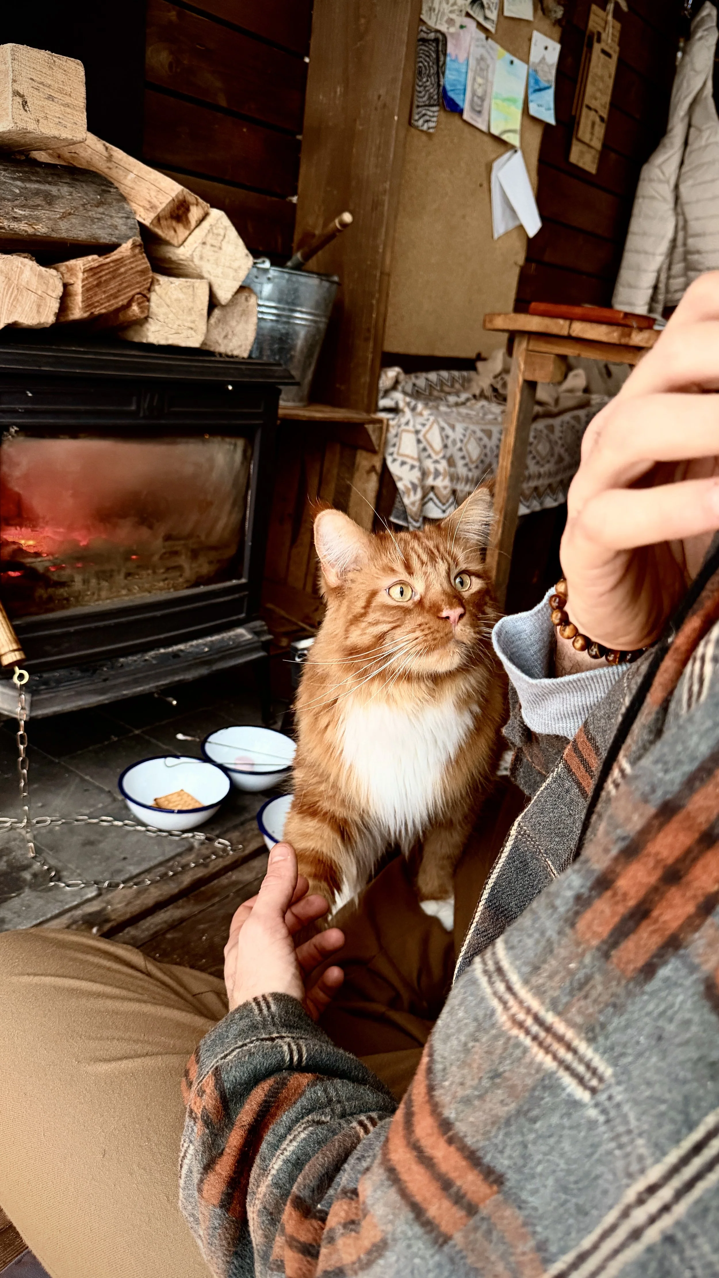 Friendly cabin cat relaxing beside the wood-burning stove in a warm woodland retreat