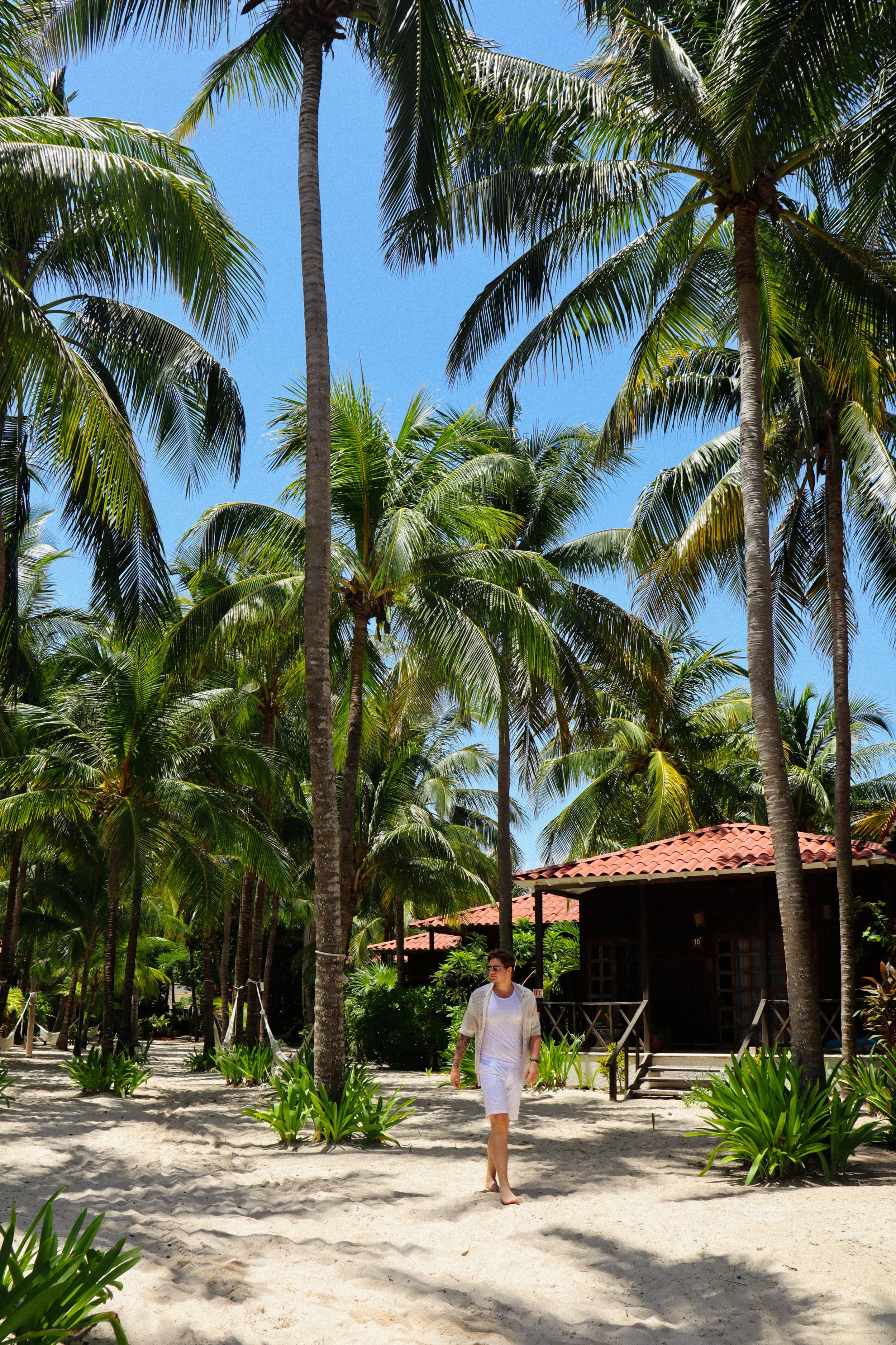 Walking through peaceful coconut palms beside charming beachfront bungalows