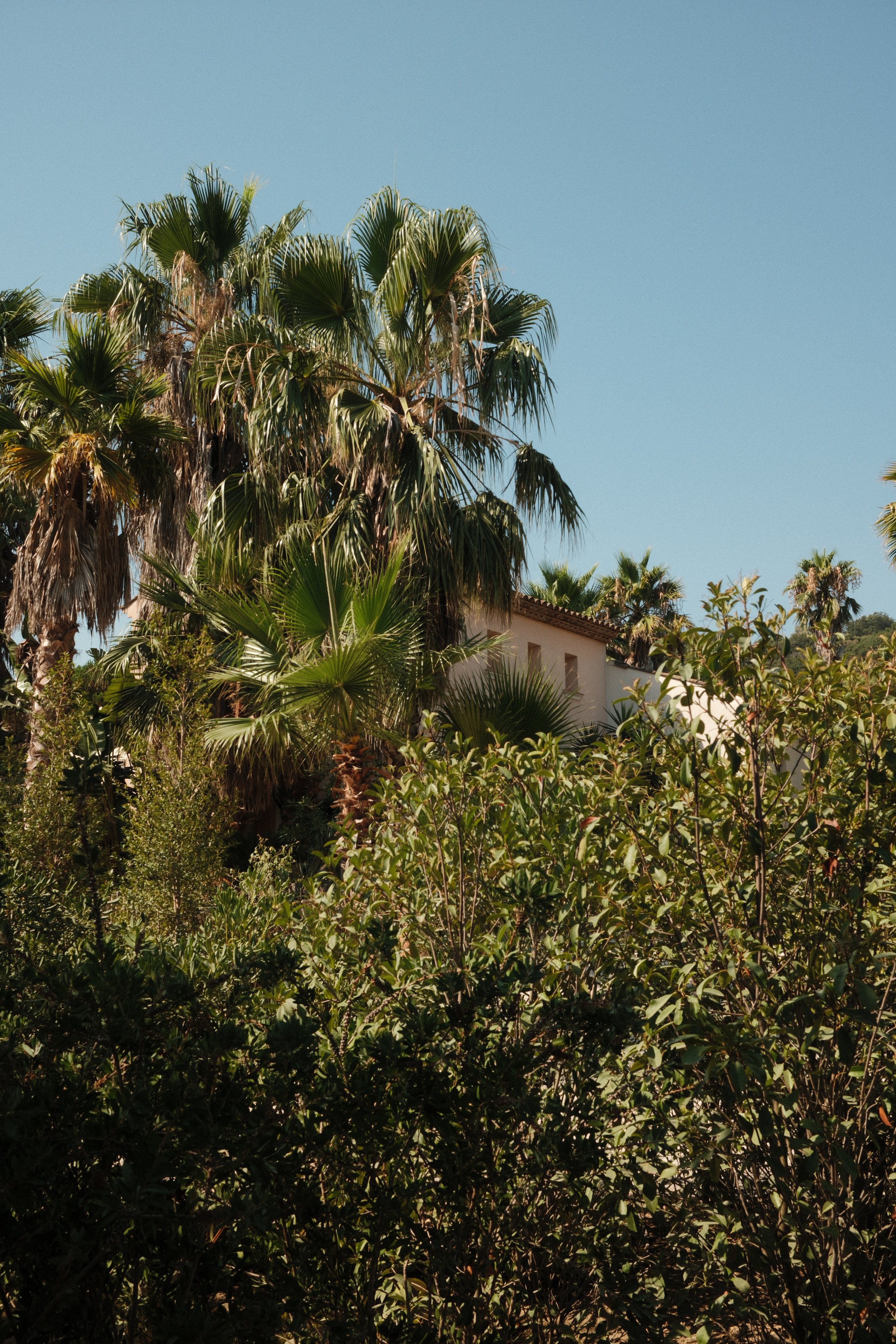 Lush tropical gardens creating a peaceful Saint-Tropez retreat