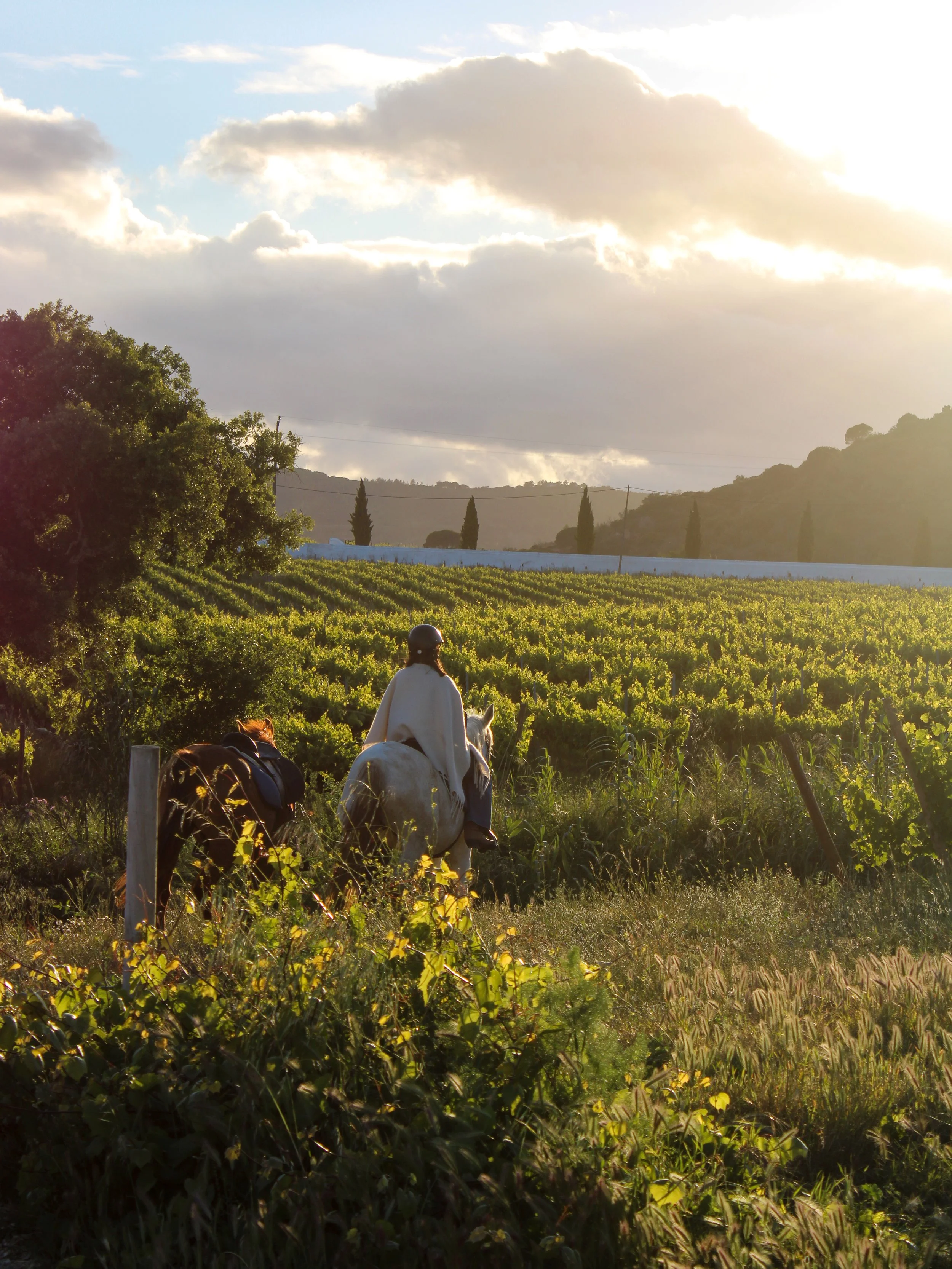 Horseback riding through the vineyards at golden hour in the Arrábida countryside