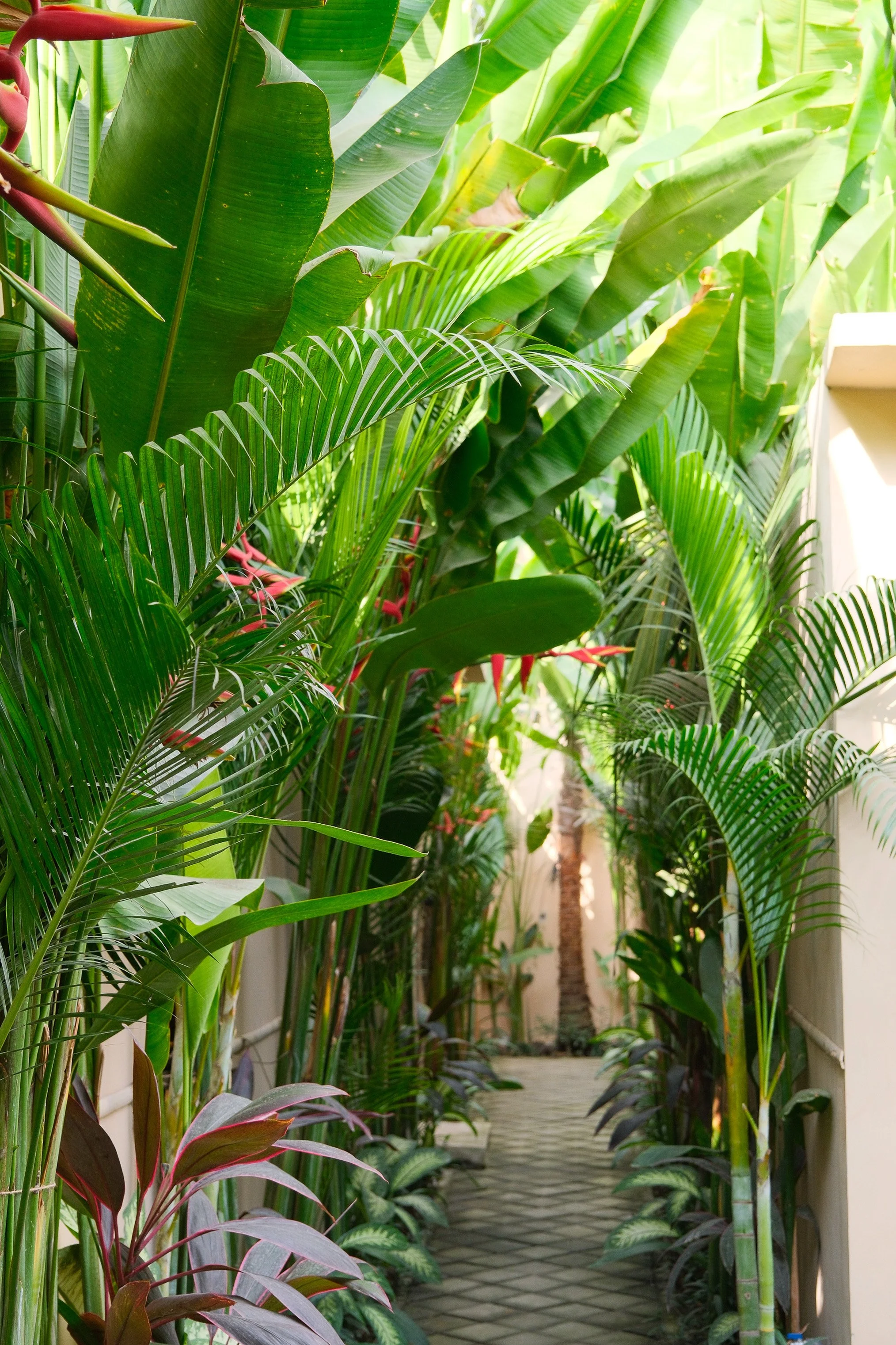 Peaceful tropical gardens creating a secluded island atmosphere