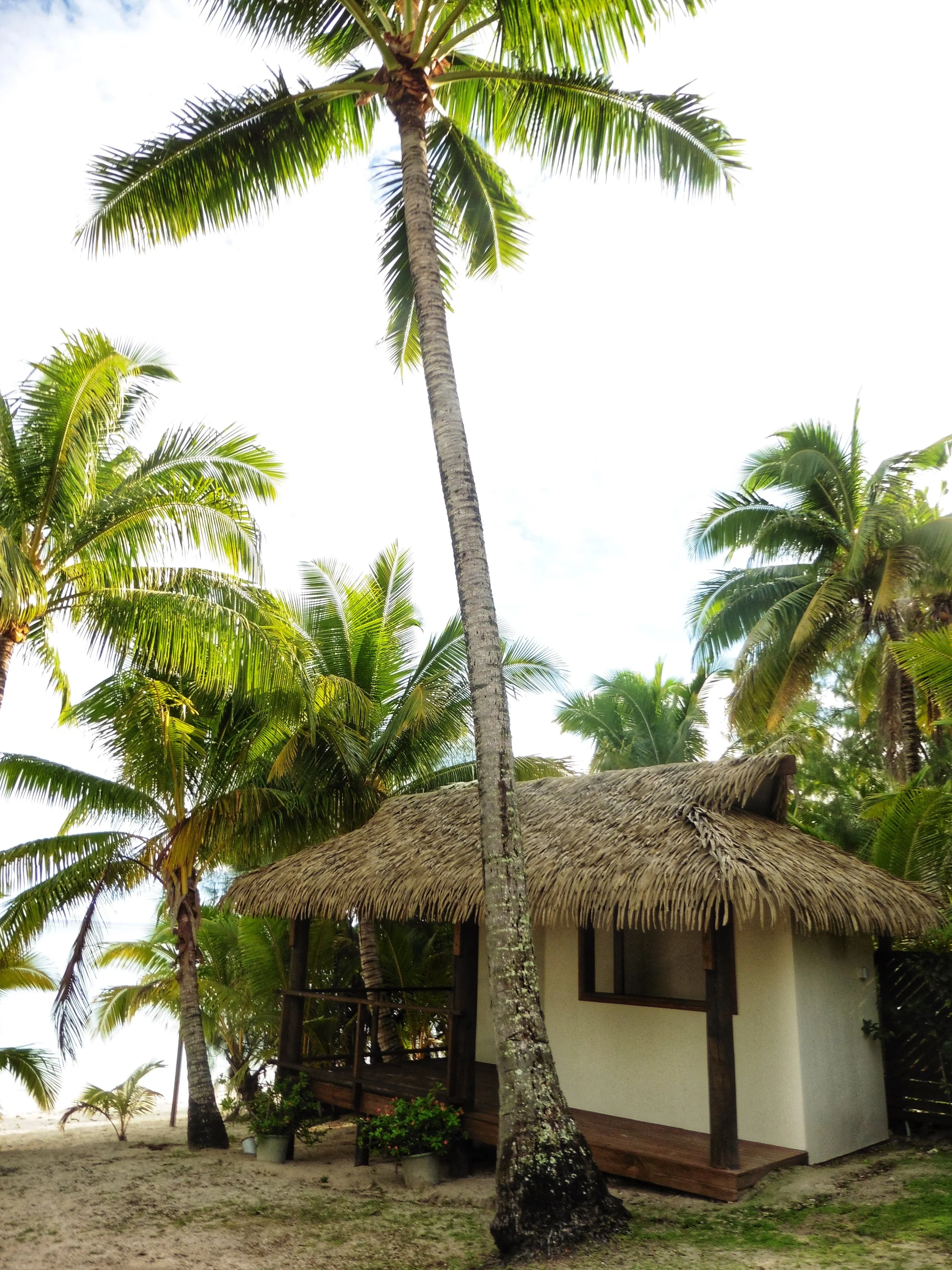 Beach bungalow nestled among tropical palms at Tamanu Beach Resort in the Cook Islands