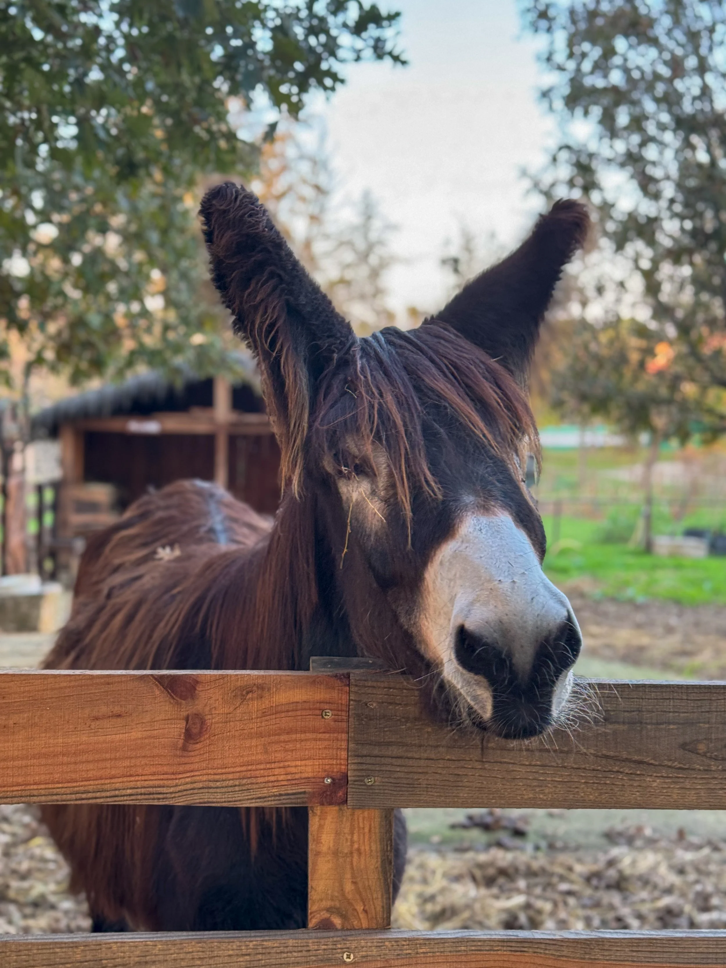 Friendly donkey at the small farm, one of the authentic rural experiences at Chão do Rio