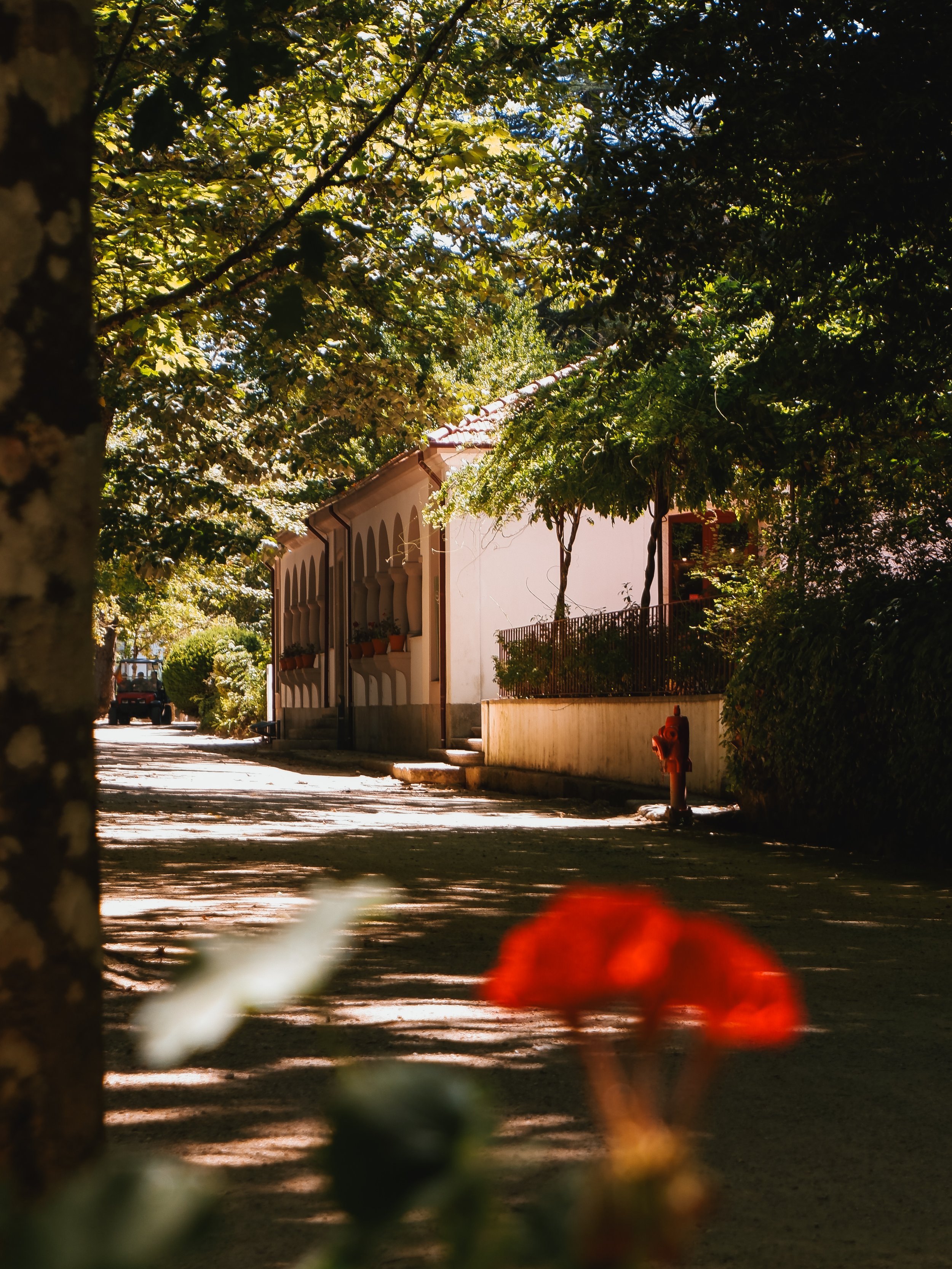 Shaded woodland pathway leading through the tranquil park filled with historic charm
