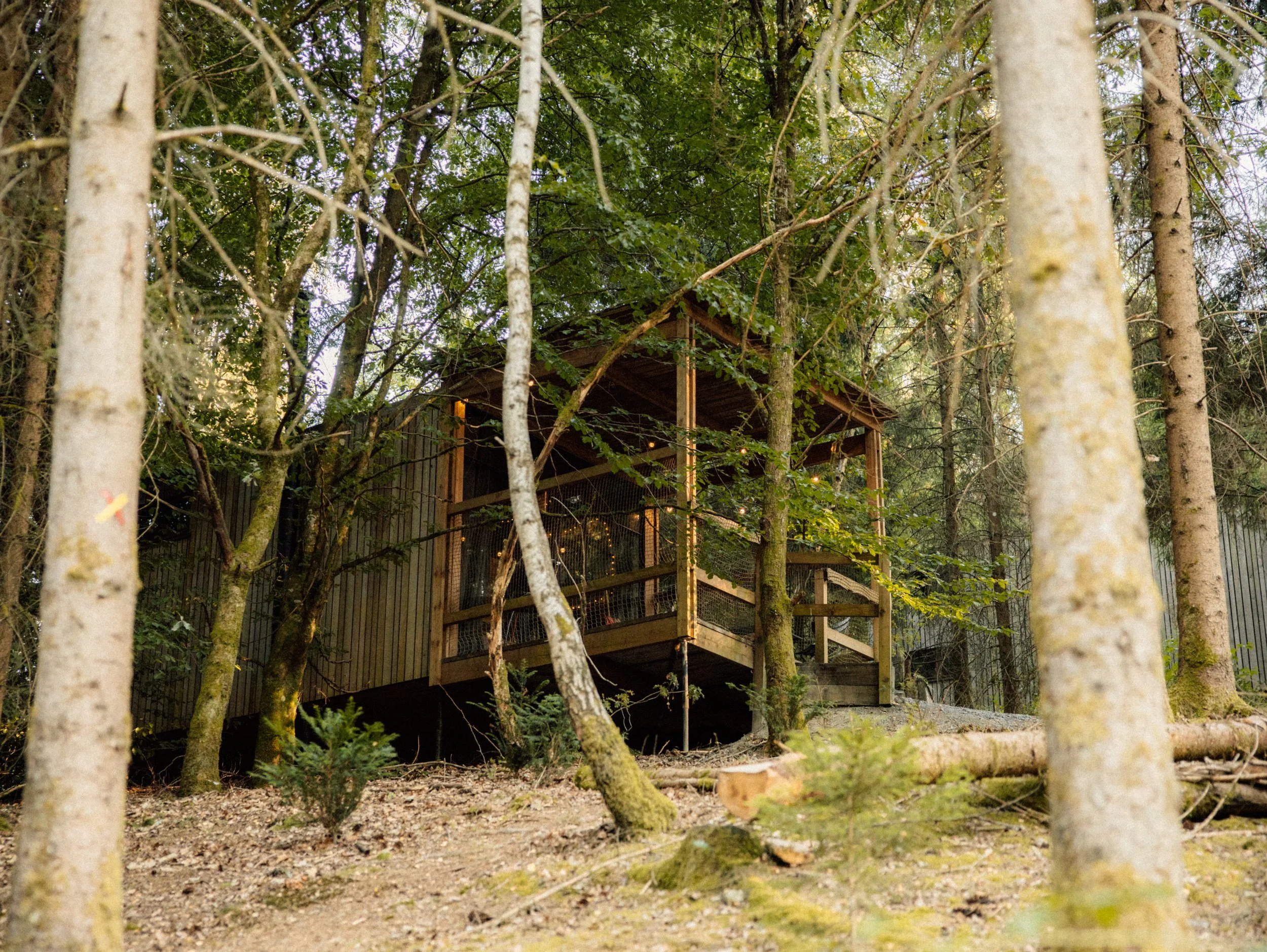 Secluded cabin blending naturally into the tranquil Ardennes forest