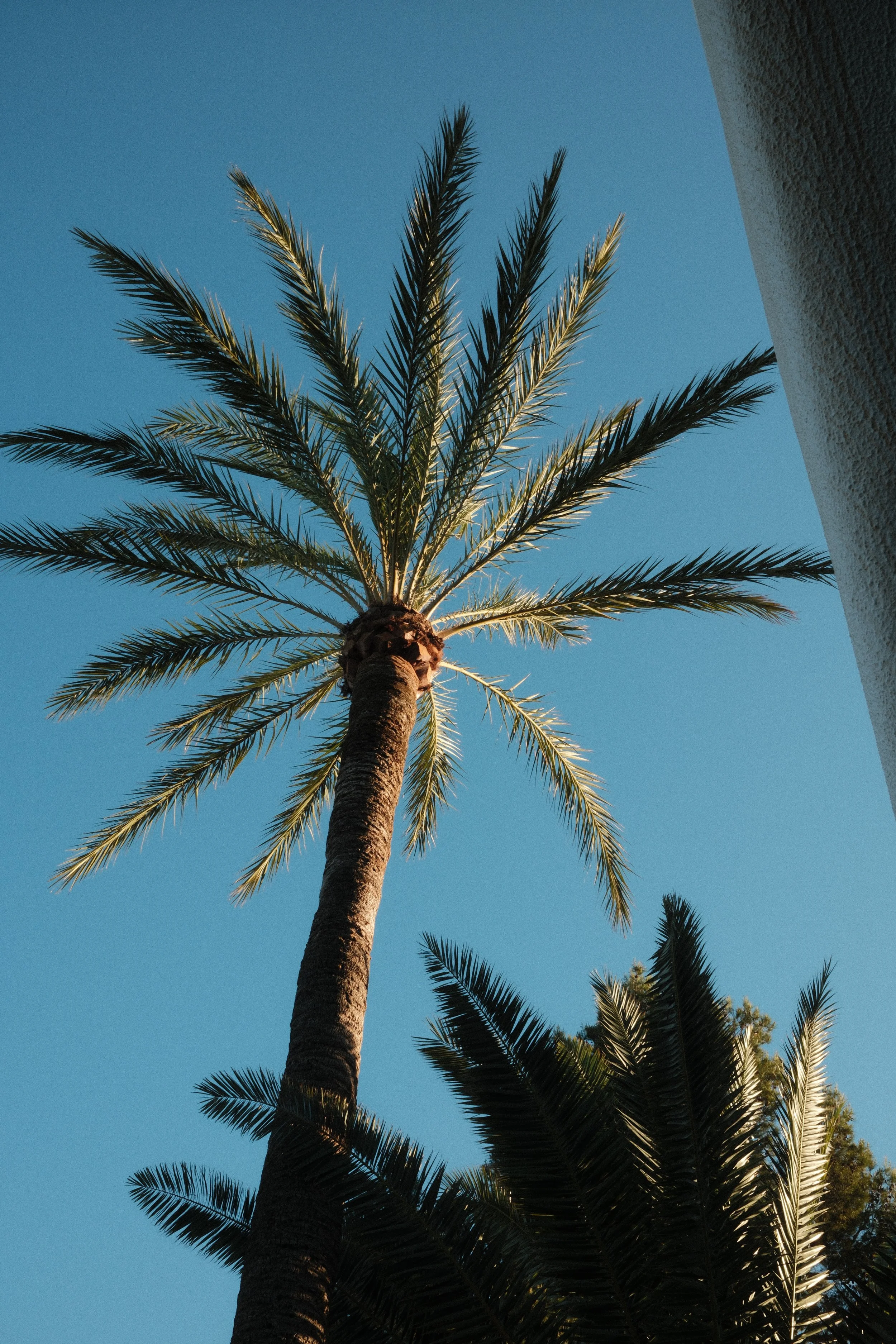 Palm trees reaching above the resort grounds against a clear Mallorca sky at Hilton Mallorca Galatzo