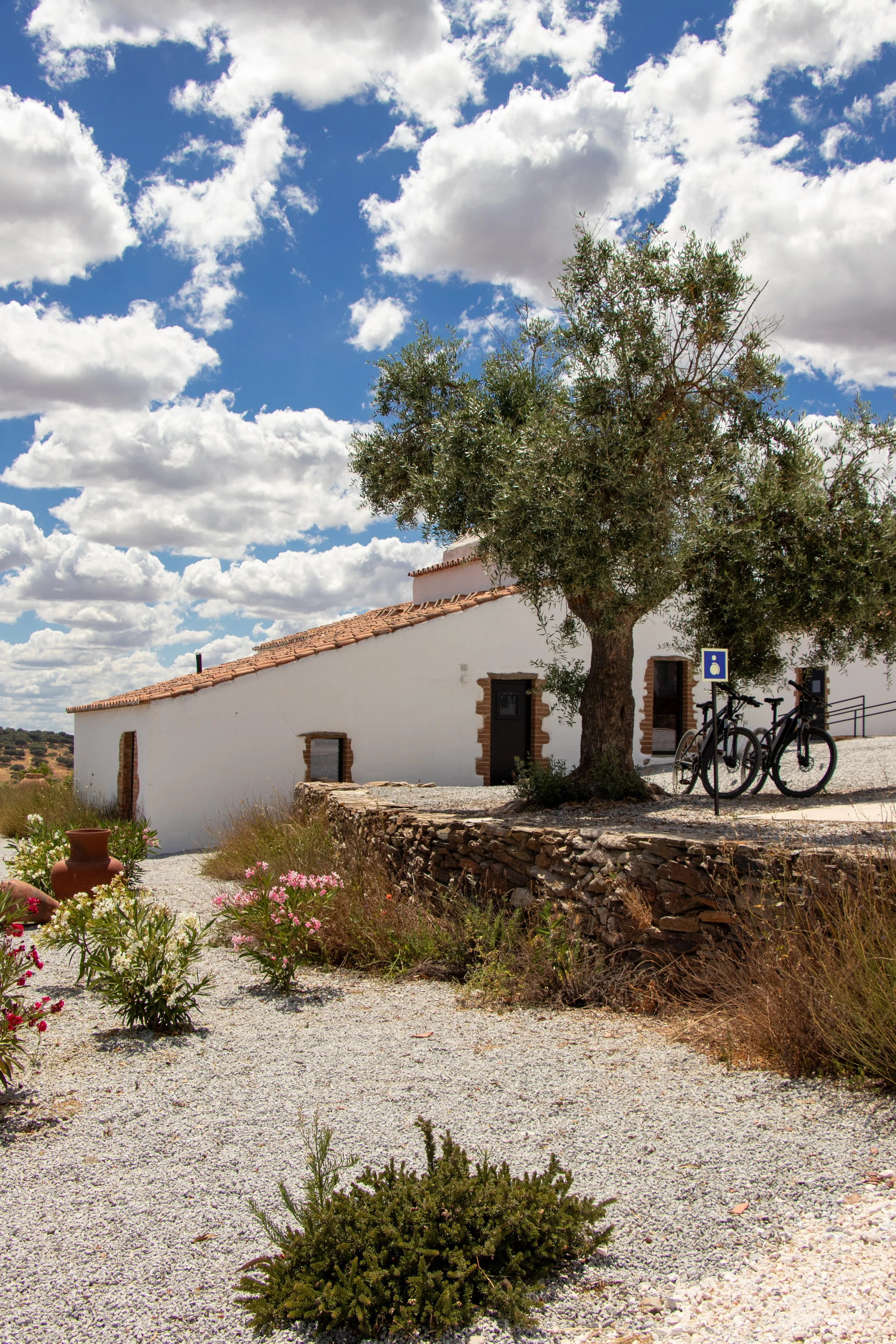 Traditional white Alentejo farmhouse beside an ancient olive tree with bicycles resting nearby under a bright summer sky, Land of Alandroal – Alandroal, Portugal.