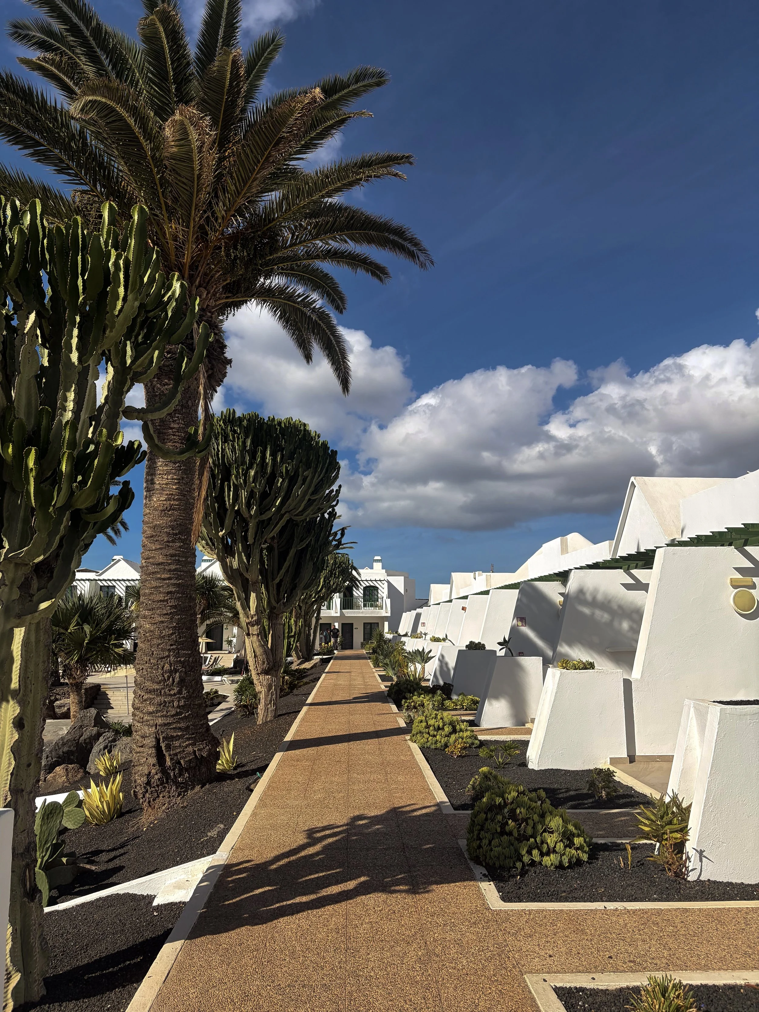 Landscaped hotel walkway lined with palm trees, towering cacti, volcanic stones, and whitewashed accommodation buildings