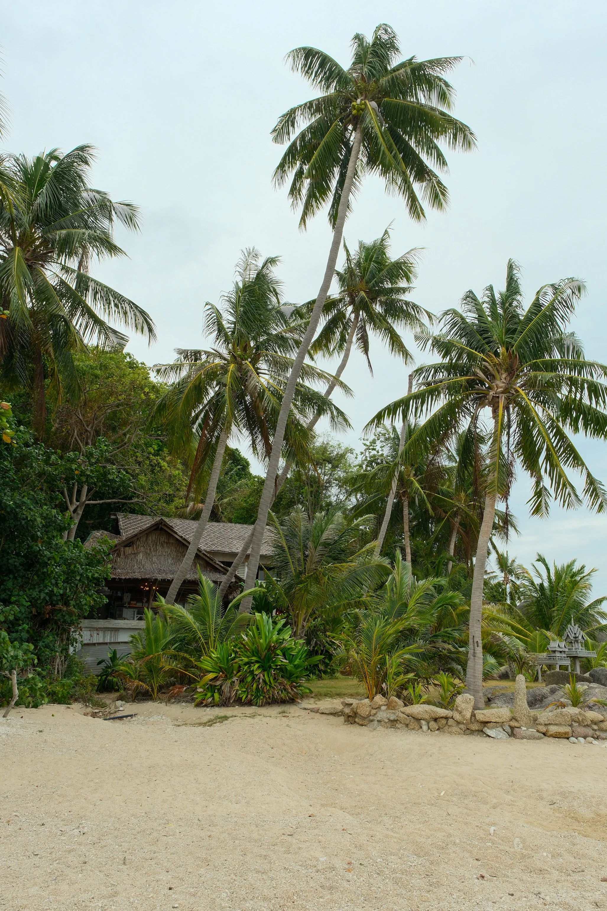 Tall coconut palms rising above tropical gardens and rustic thatched architecture near the shoreline