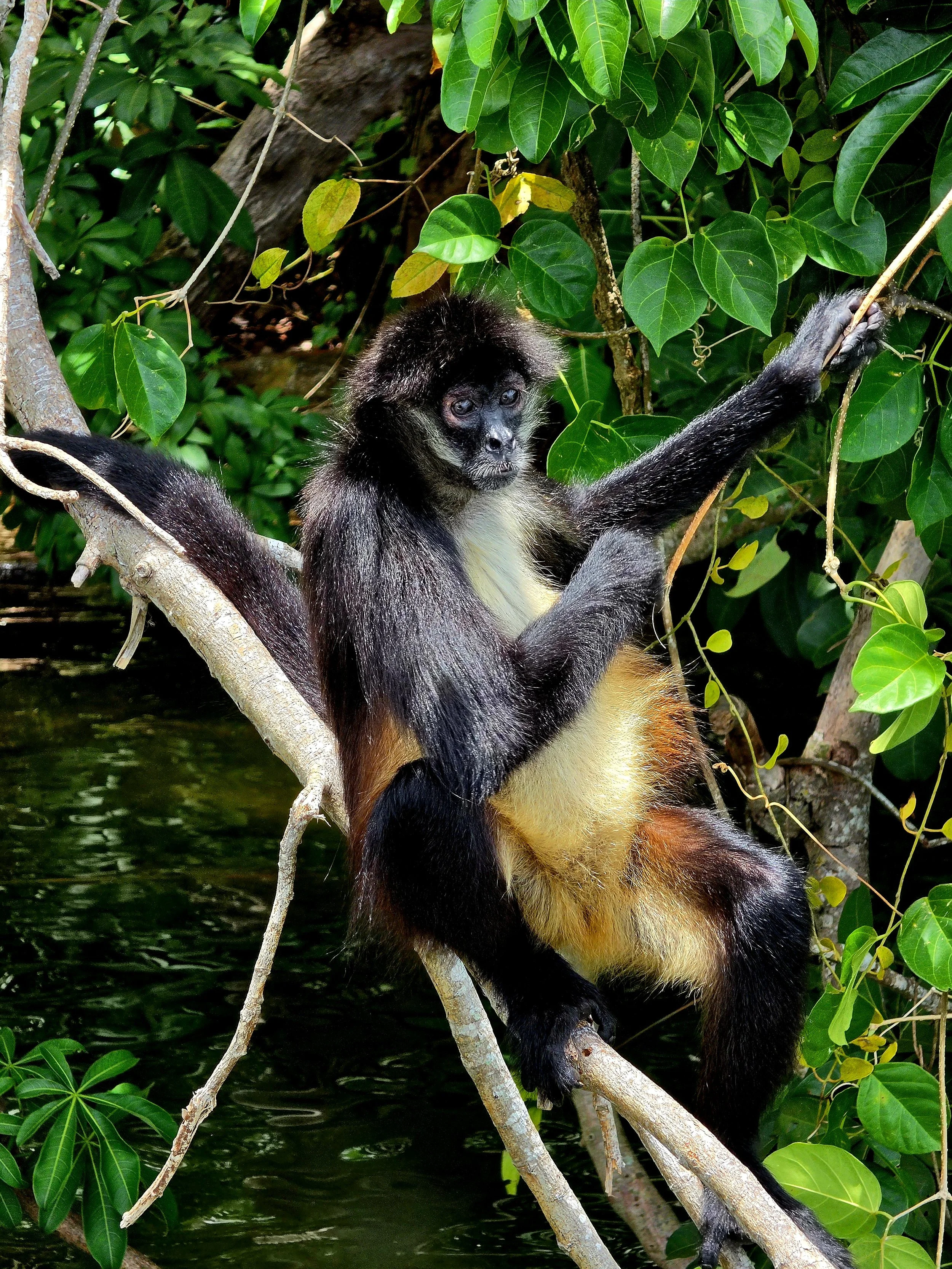 Spider monkey resting among tropical trees beside the lagoon