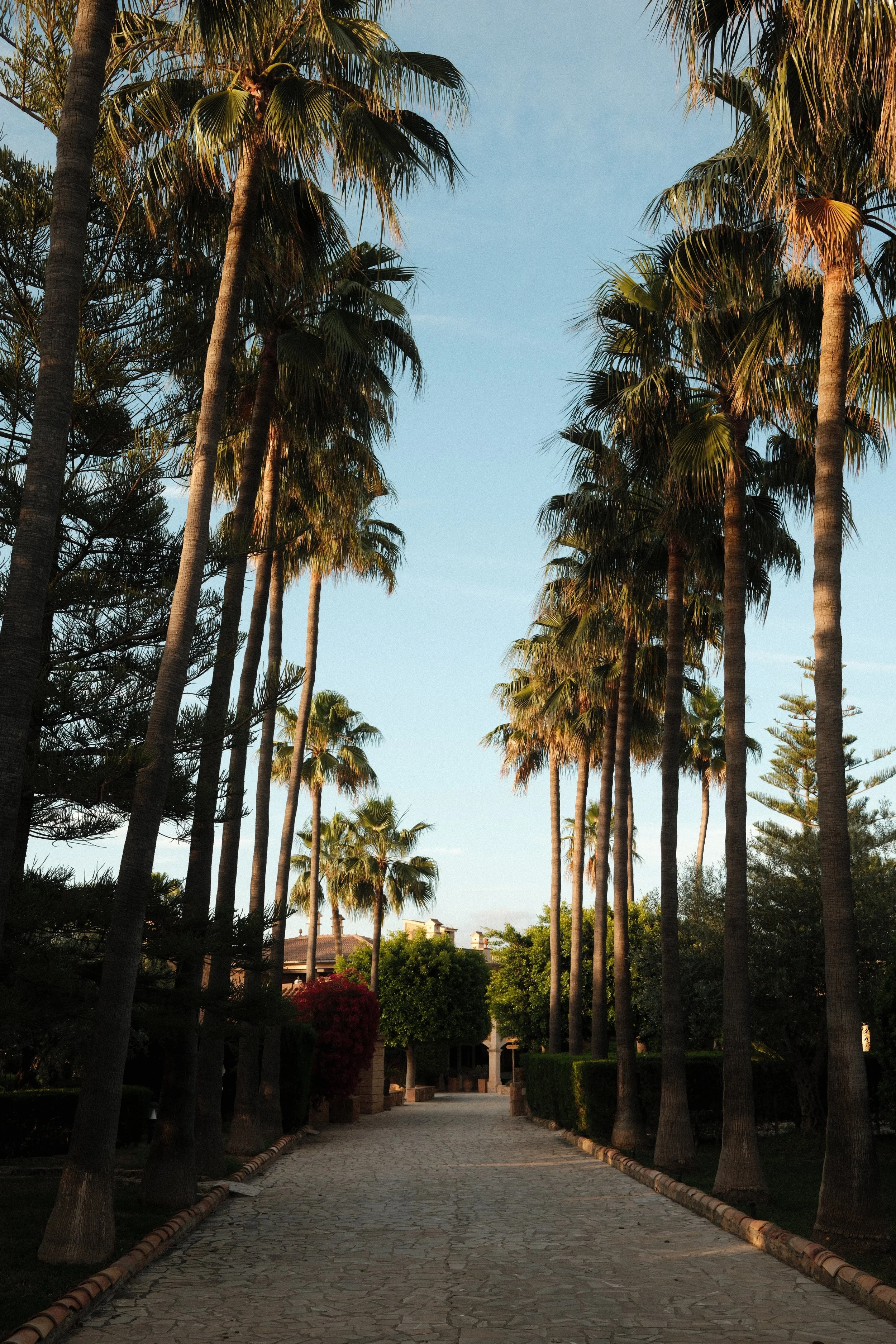 Palm-lined pathway through the gardens of Son Molí Country House, Mallorca