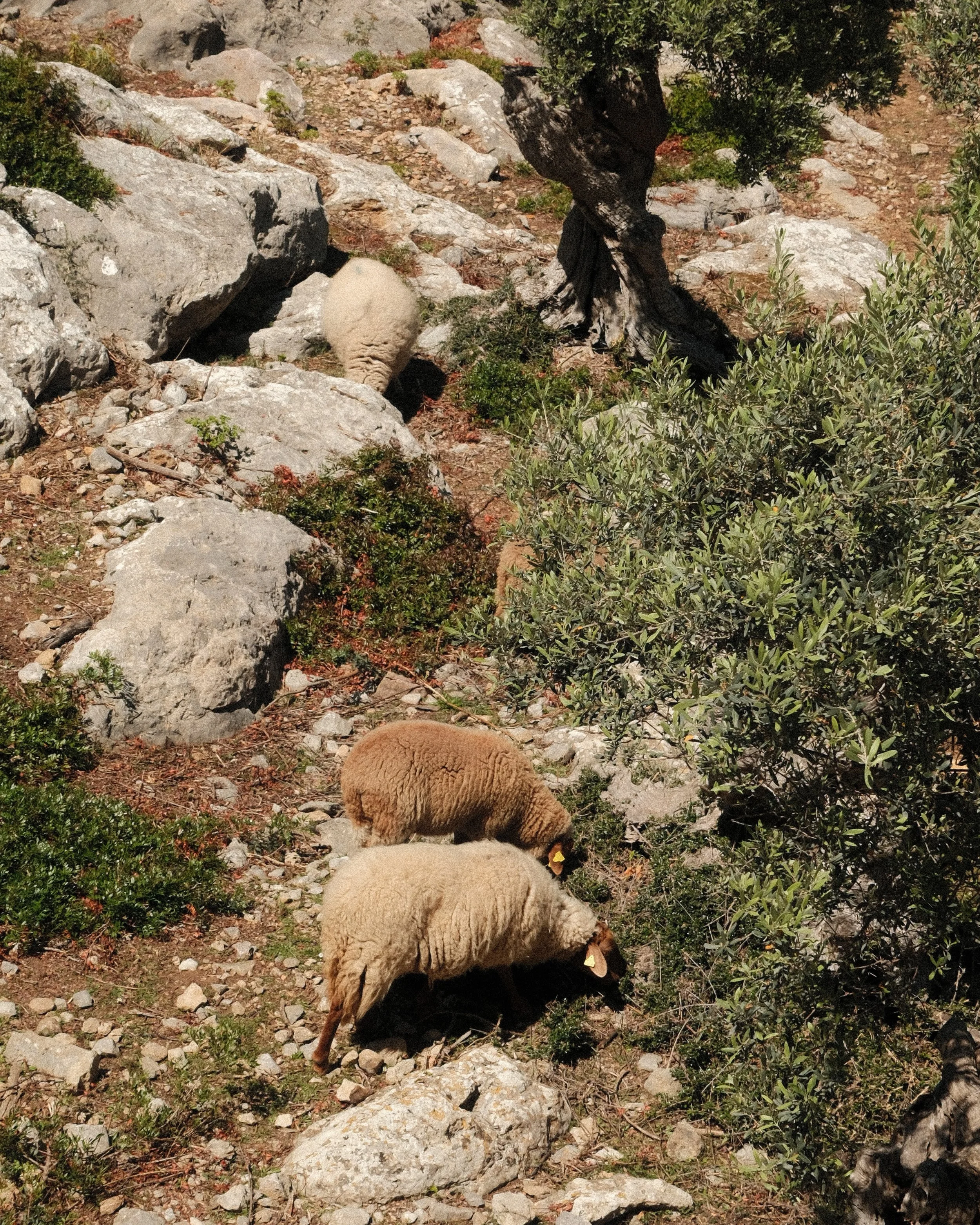 Native sheep grazing among olive trees and rocky hillsides surrounding Sa Pedrissa in the Serra de Tramuntana, Mallorca