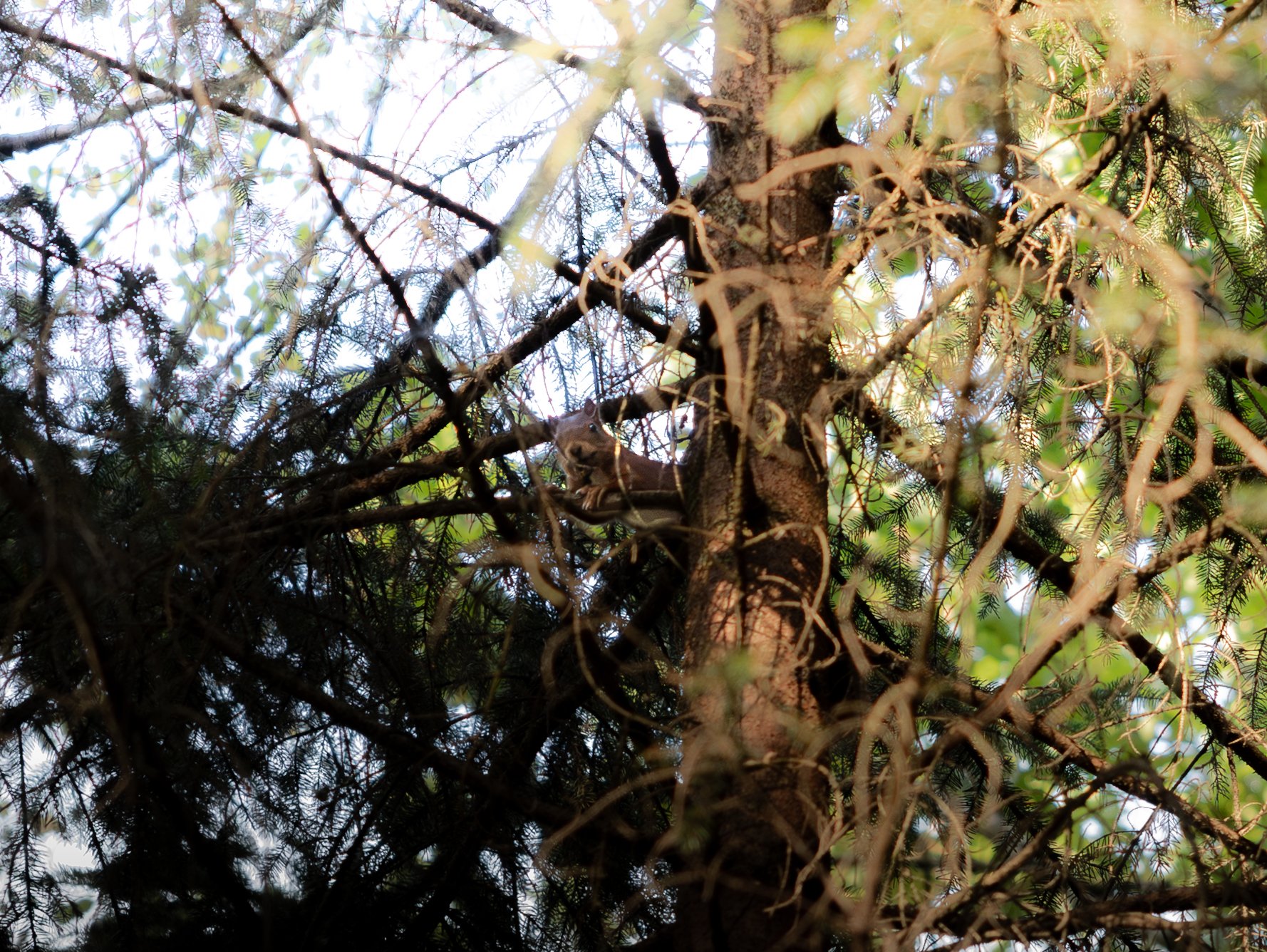 Curious squirrel resting among the branches of the surrounding woodland